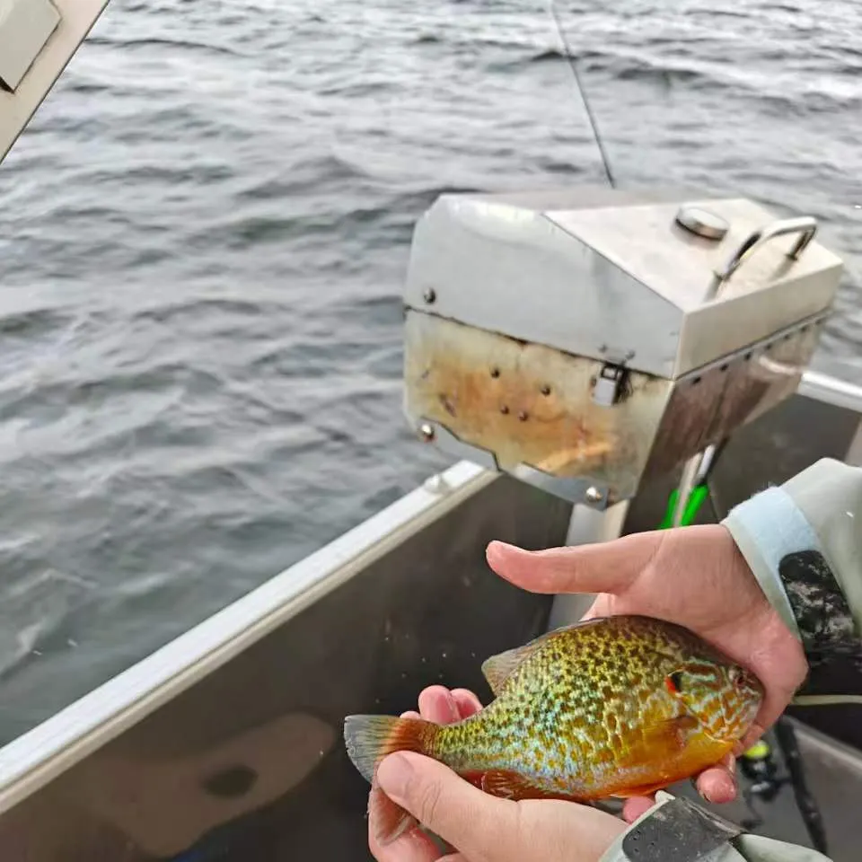 Pumpkinseed caught on Fishbrain