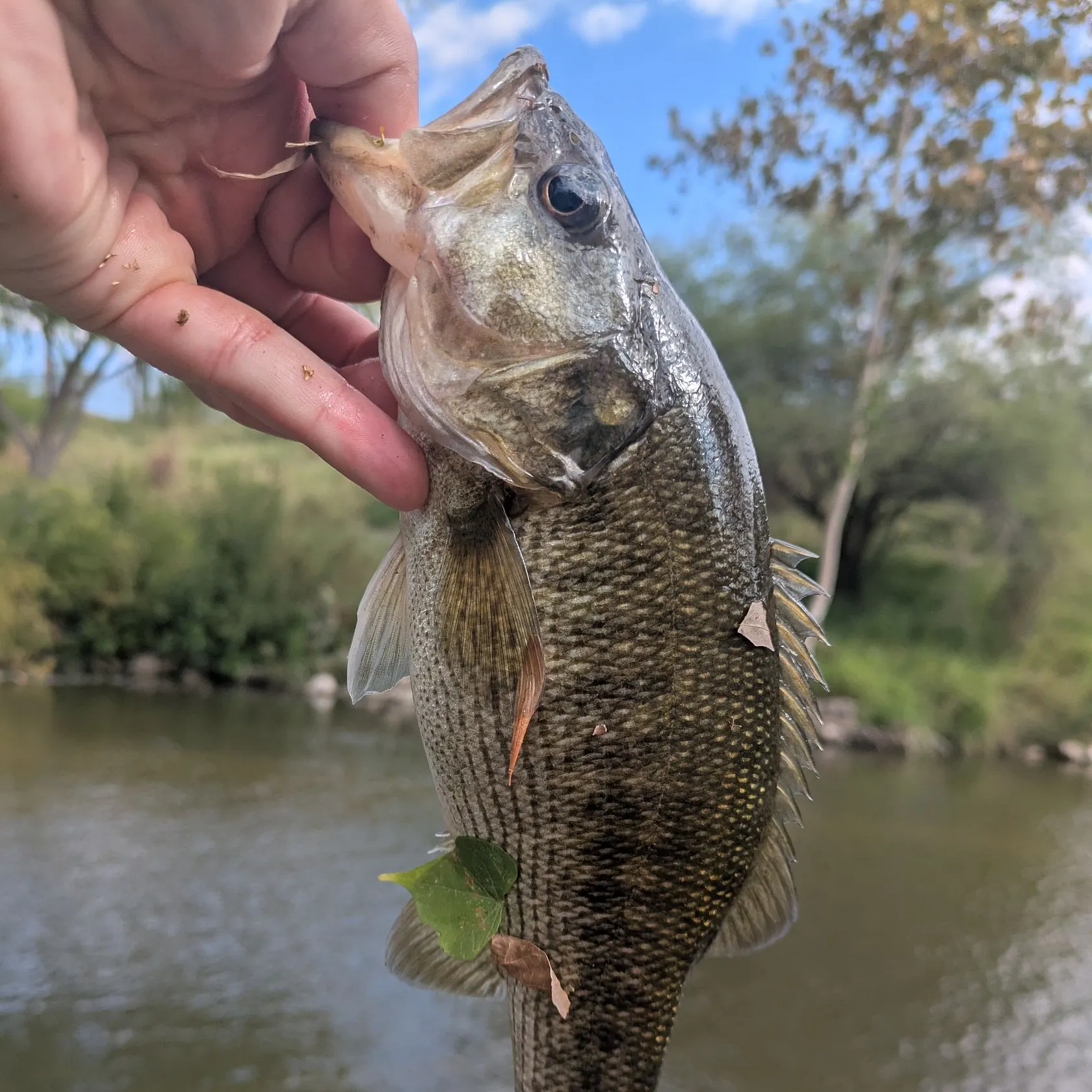 The most recent Guadalupe bass catches on Fishbrain