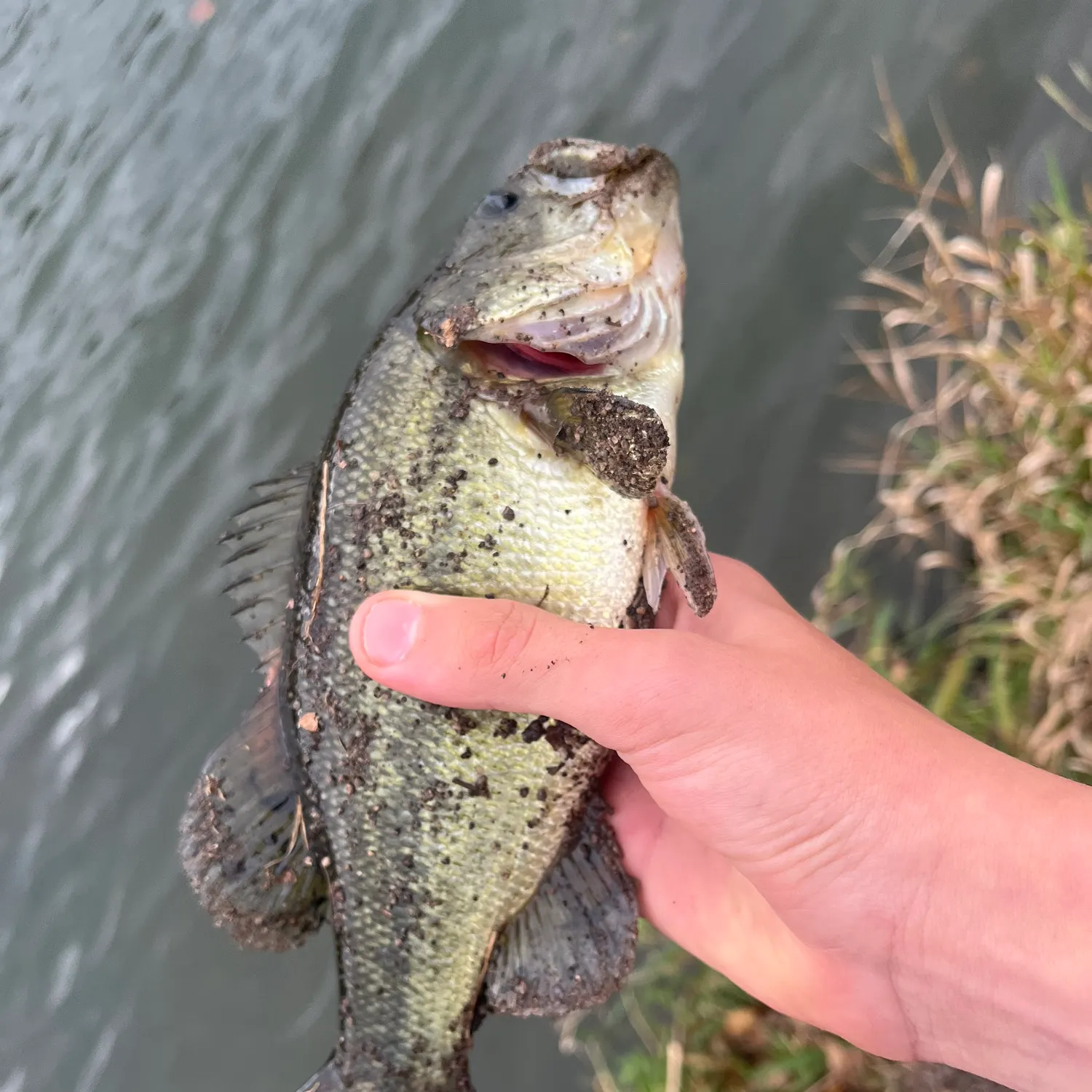 The most recent Largemouth bass catches on Fishbrain