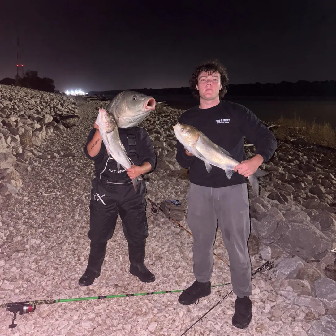 Bighead carp caught on Fishbrain