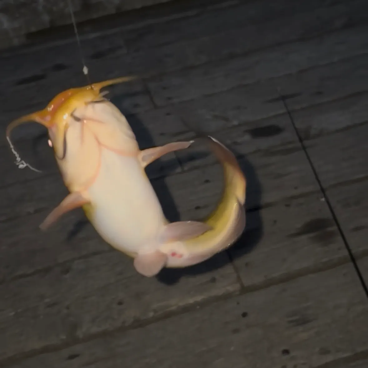 Black bullhead caught on Fishbrain