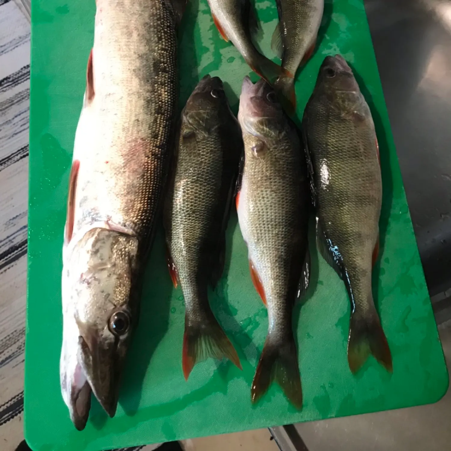 recently logged catches
