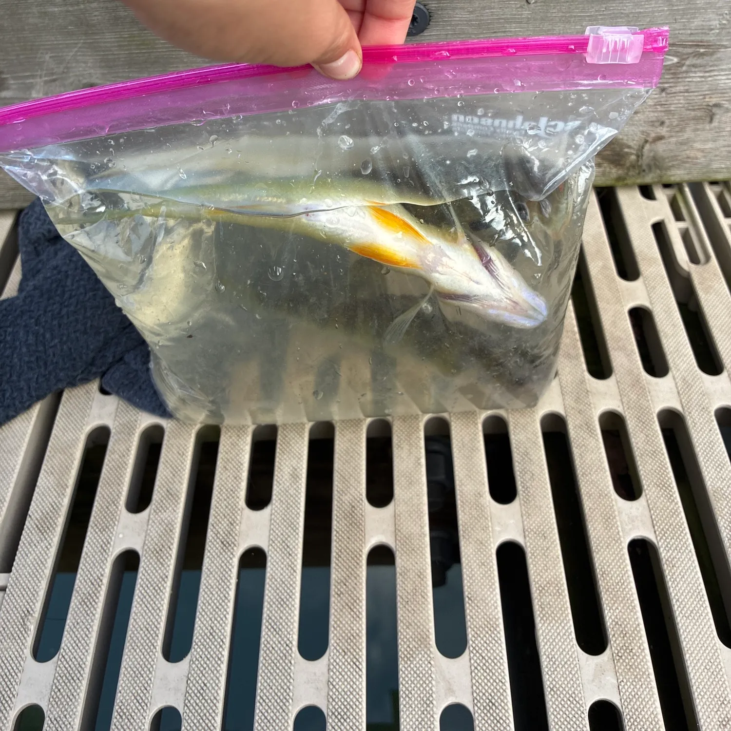 Yellow perch caught on Fishbrain