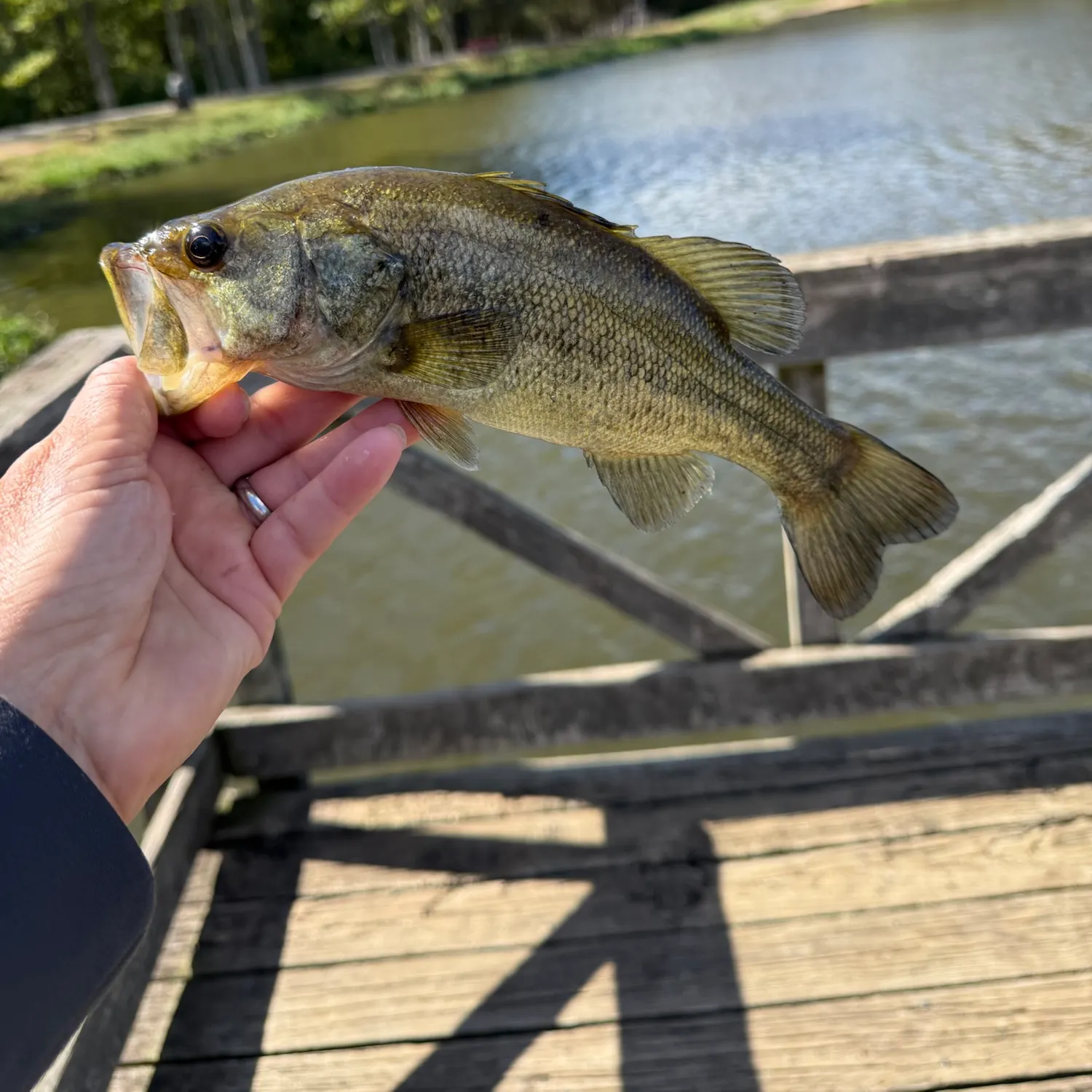 Largemouth bass caught on Fishbrain