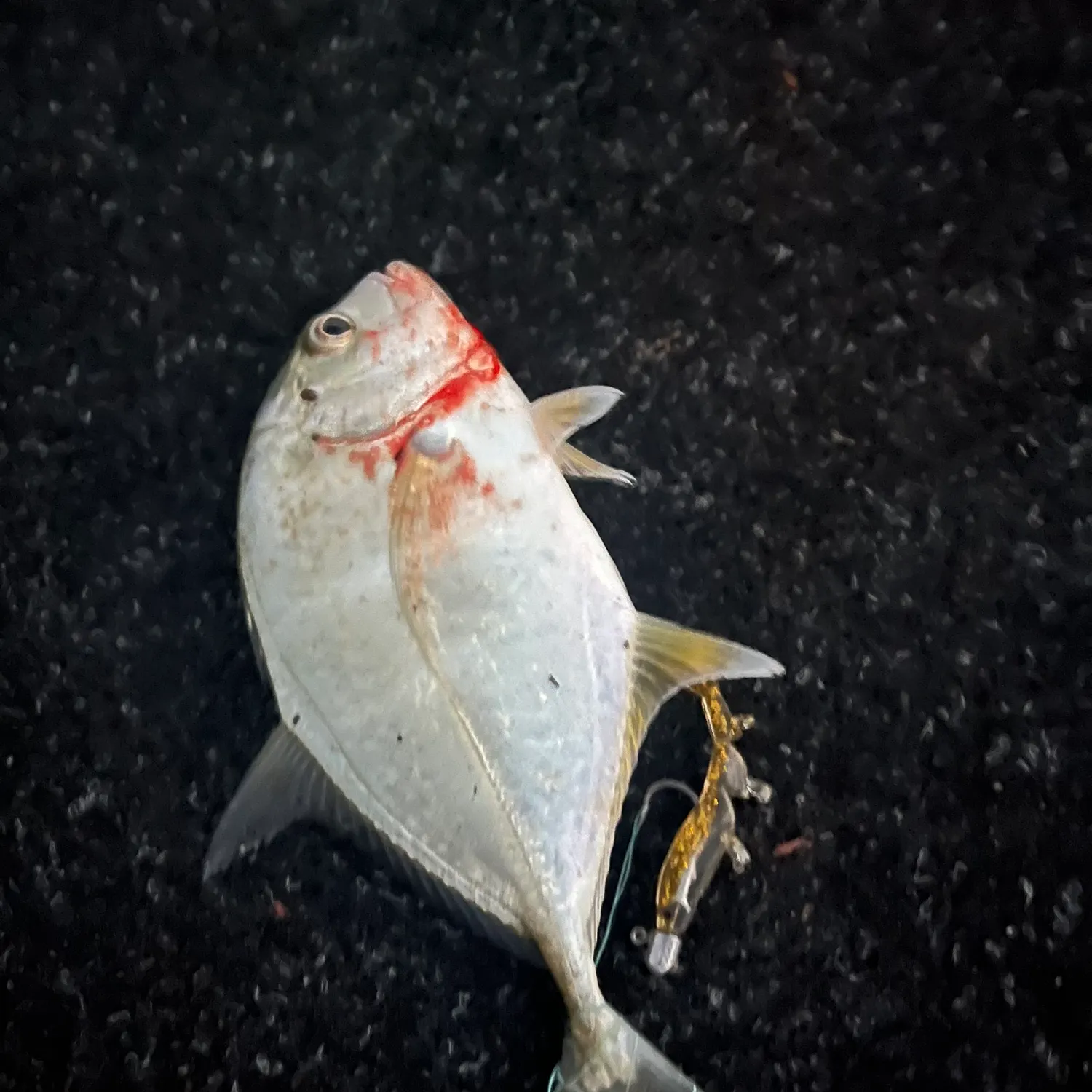 Bigeye trevally caught on Fishbrain
