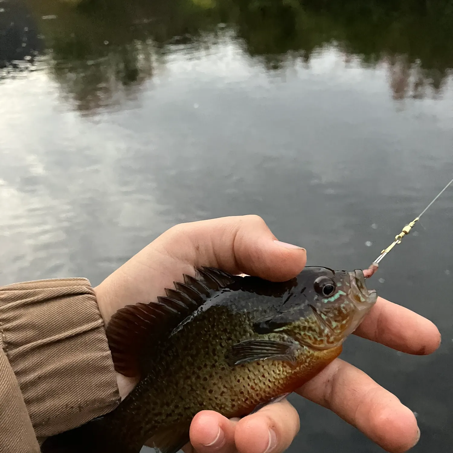 Redbreast sunfish caught on Fishbrain