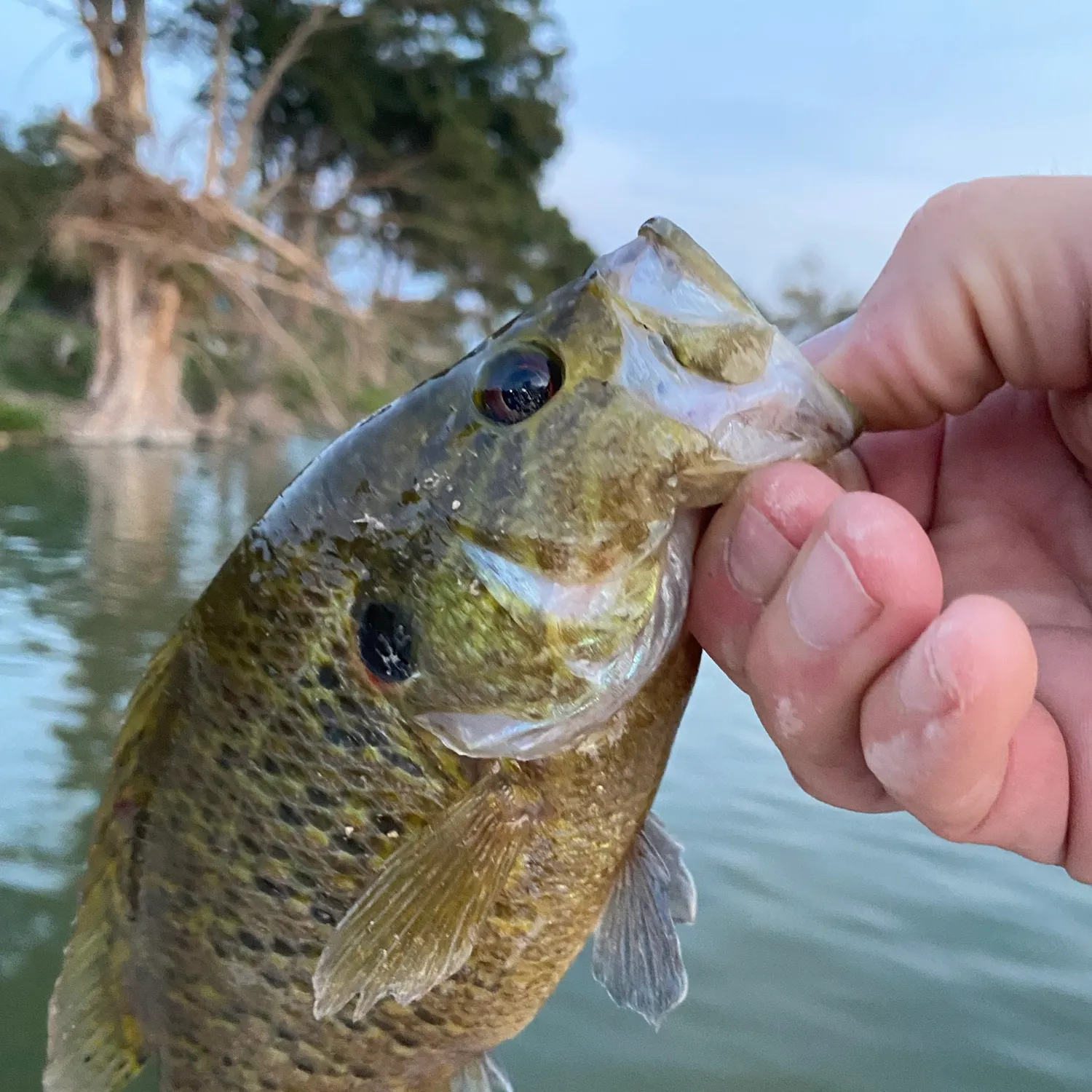 Warmouth caught on Fishbrain