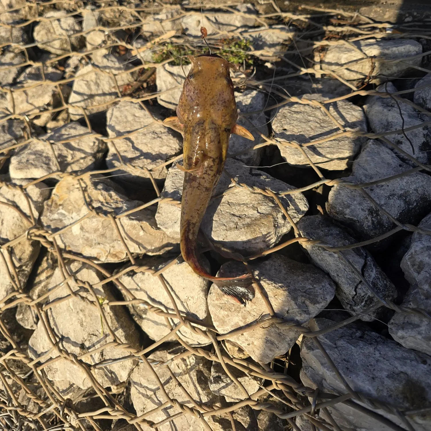 Flathead catfish caught on Fishbrain