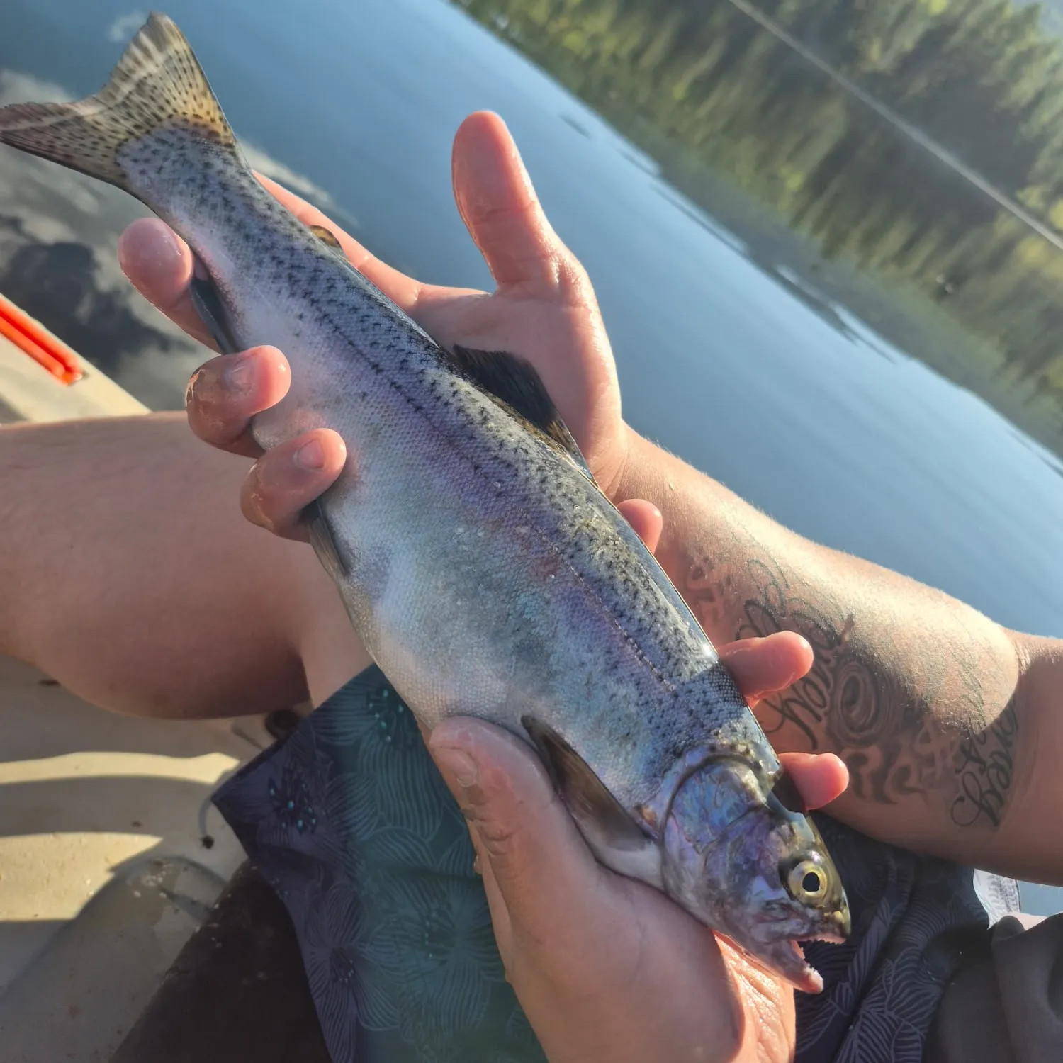 Rainbow trout caught on Fishbrain