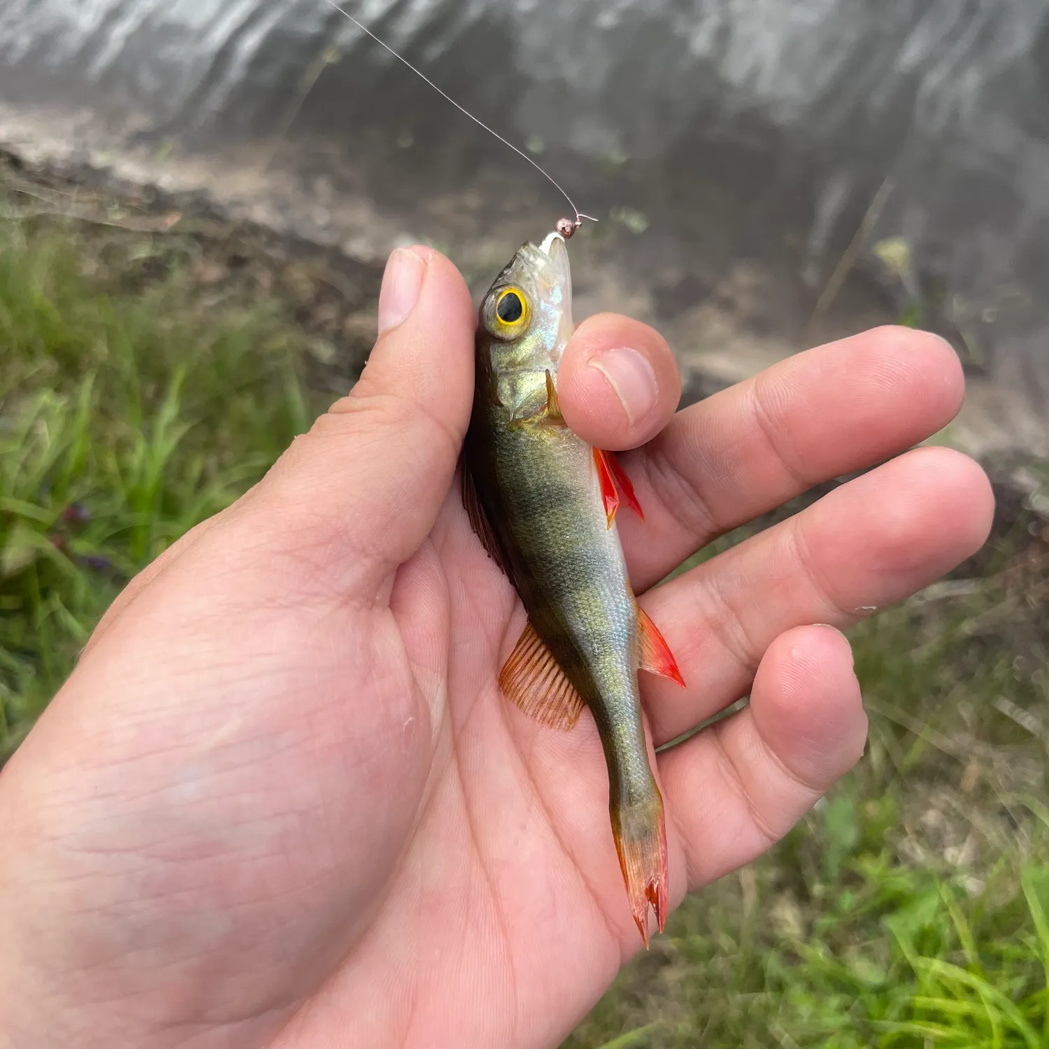 European perch caught on Fishbrain