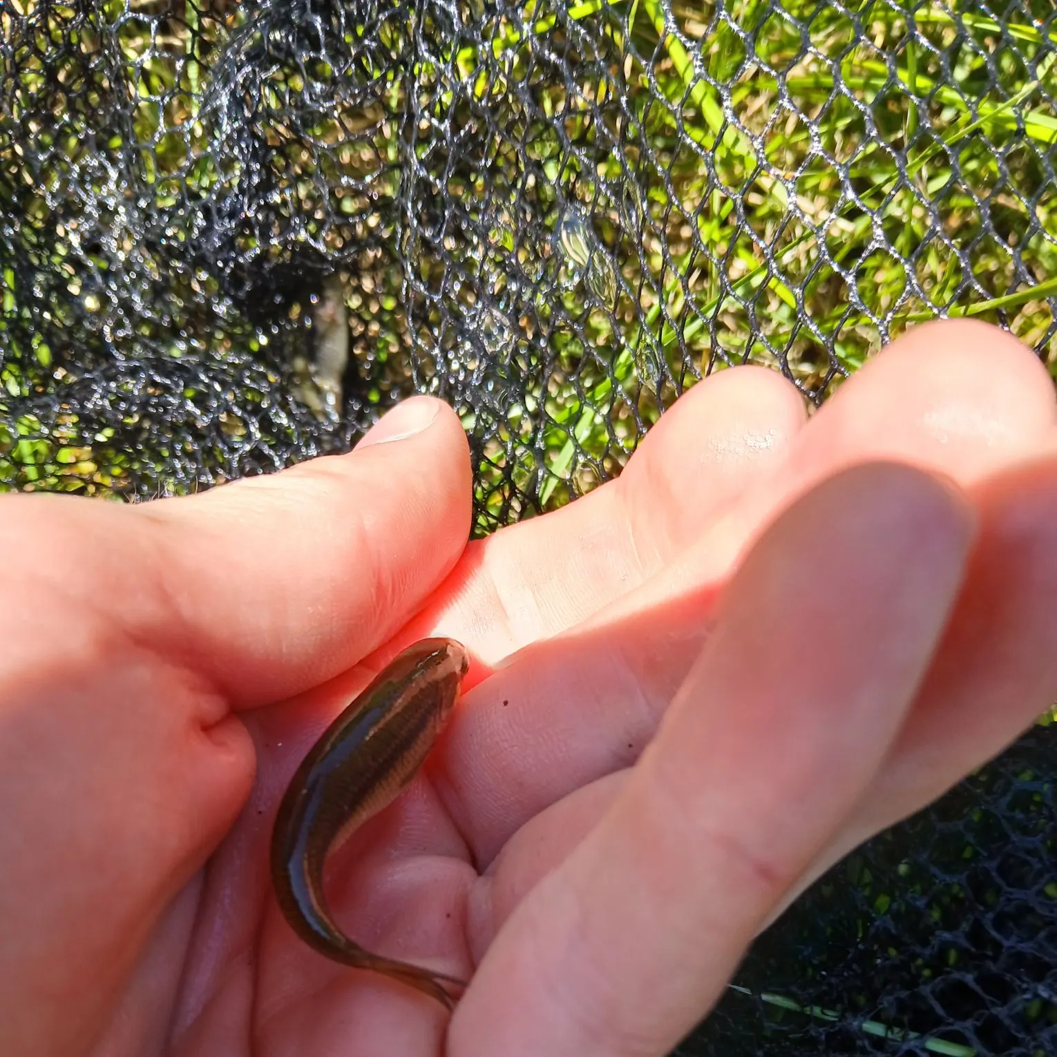 The most recent Fathead minnow catches on Fishbrain