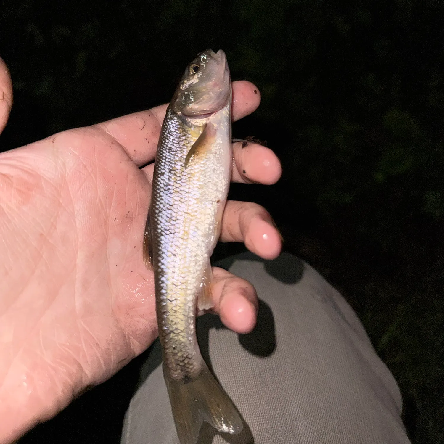 Creek chub caught on Fishbrain