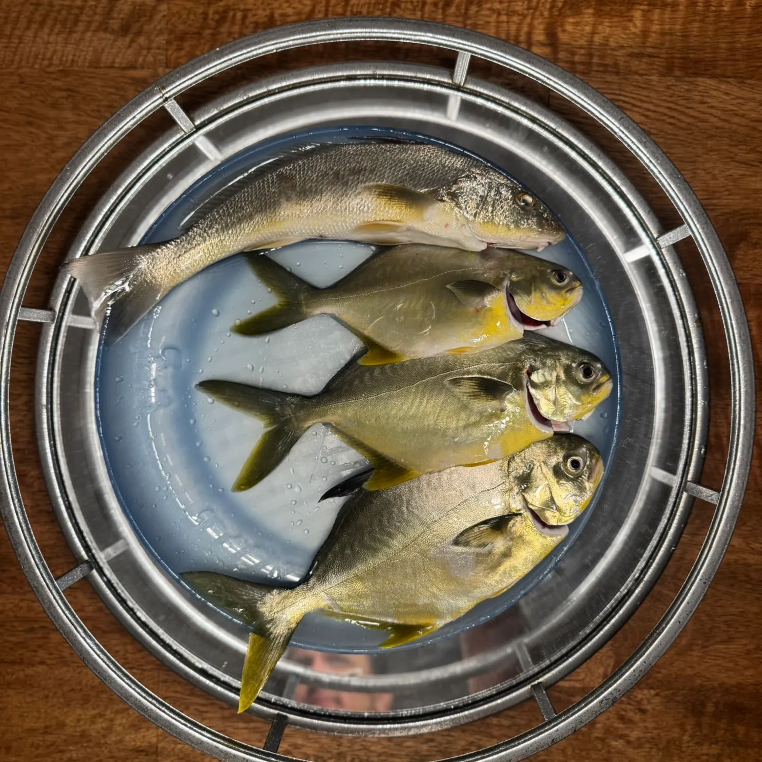 Florida pompano caught on Fishbrain