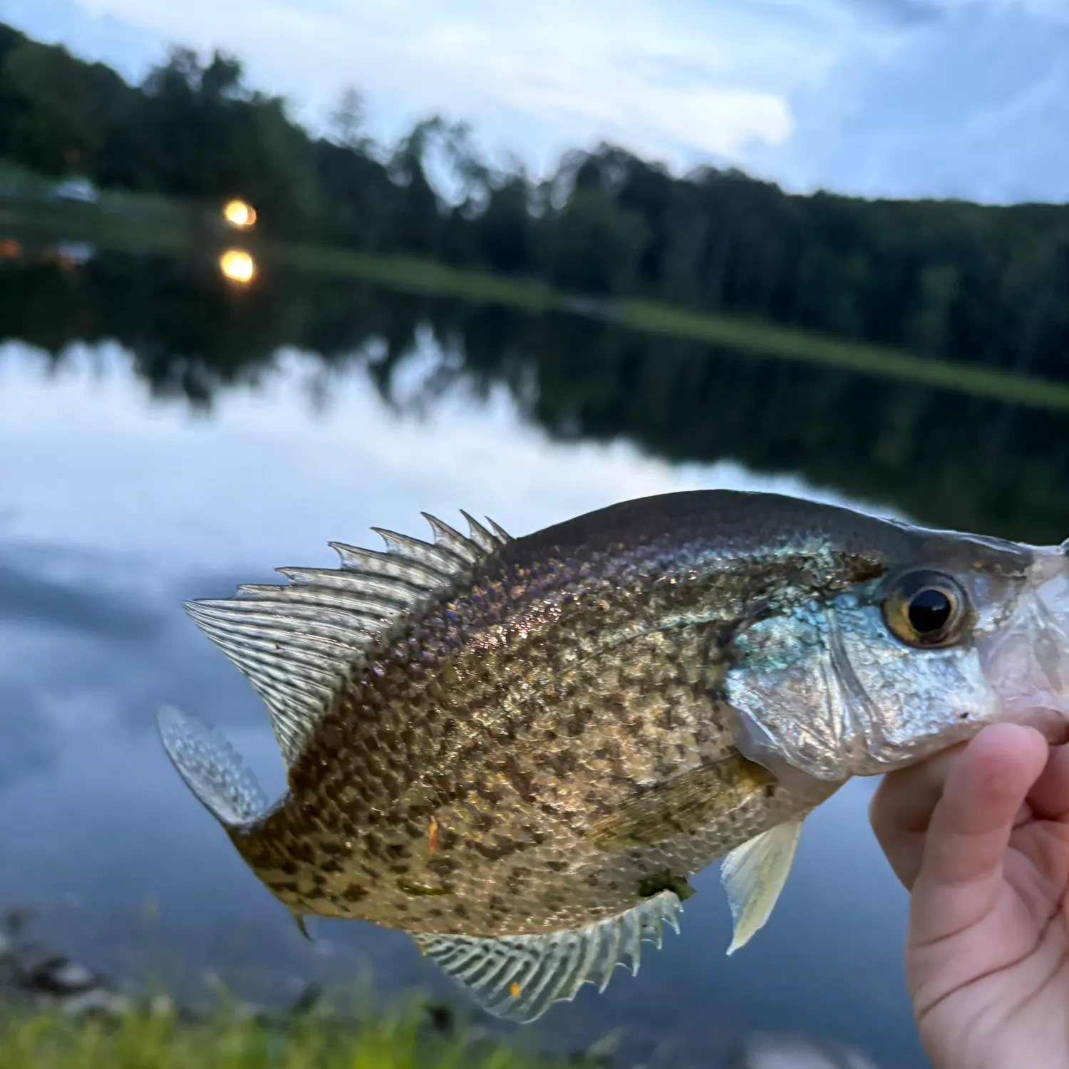Black crappie caught on Fishbrain