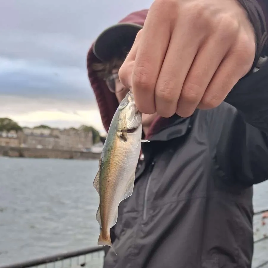 Pollack caught on Fishbrain