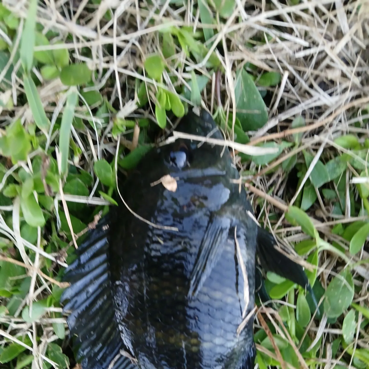 Zebra tilapia caught on Fishbrain