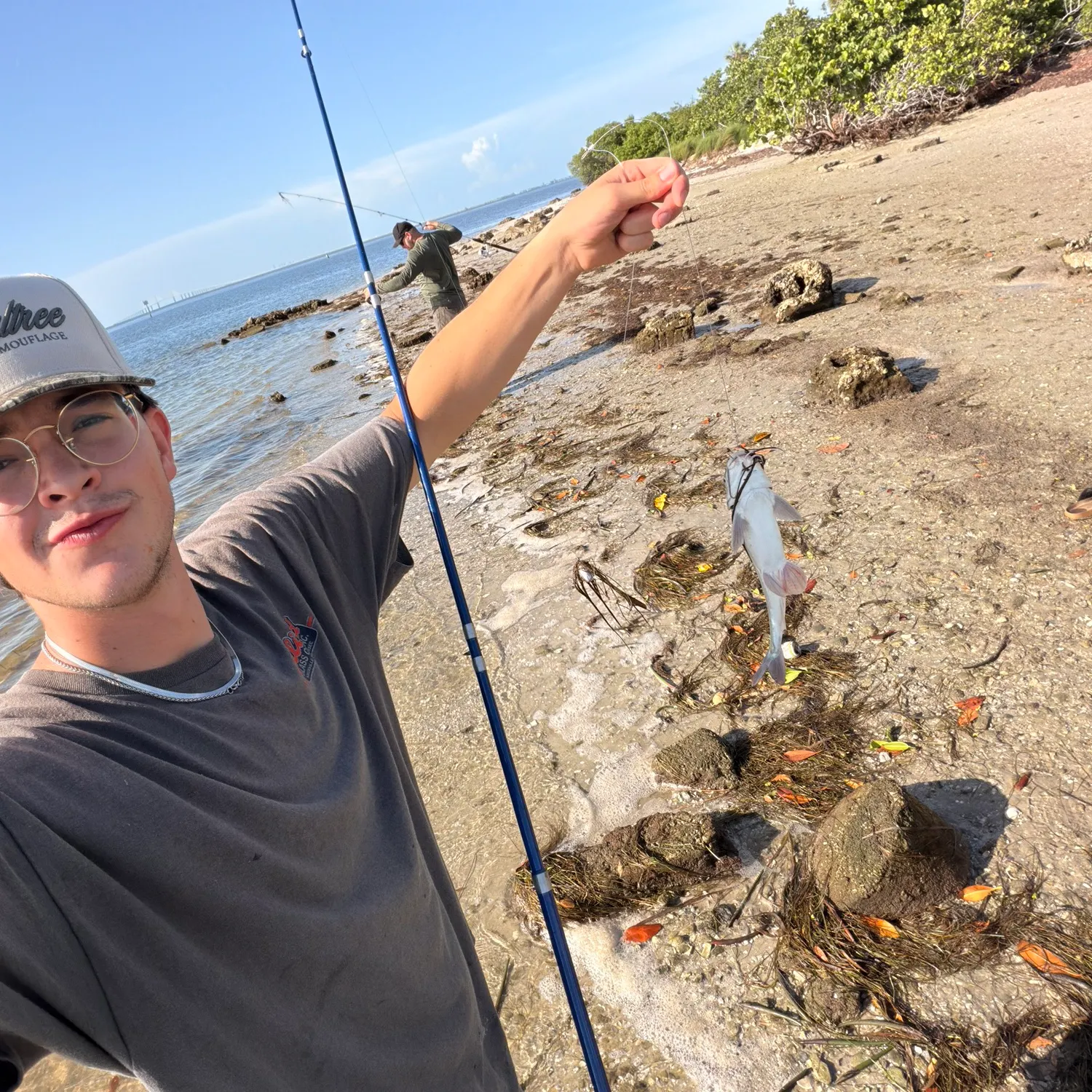 Hardhead sea catfish caught on Fishbrain