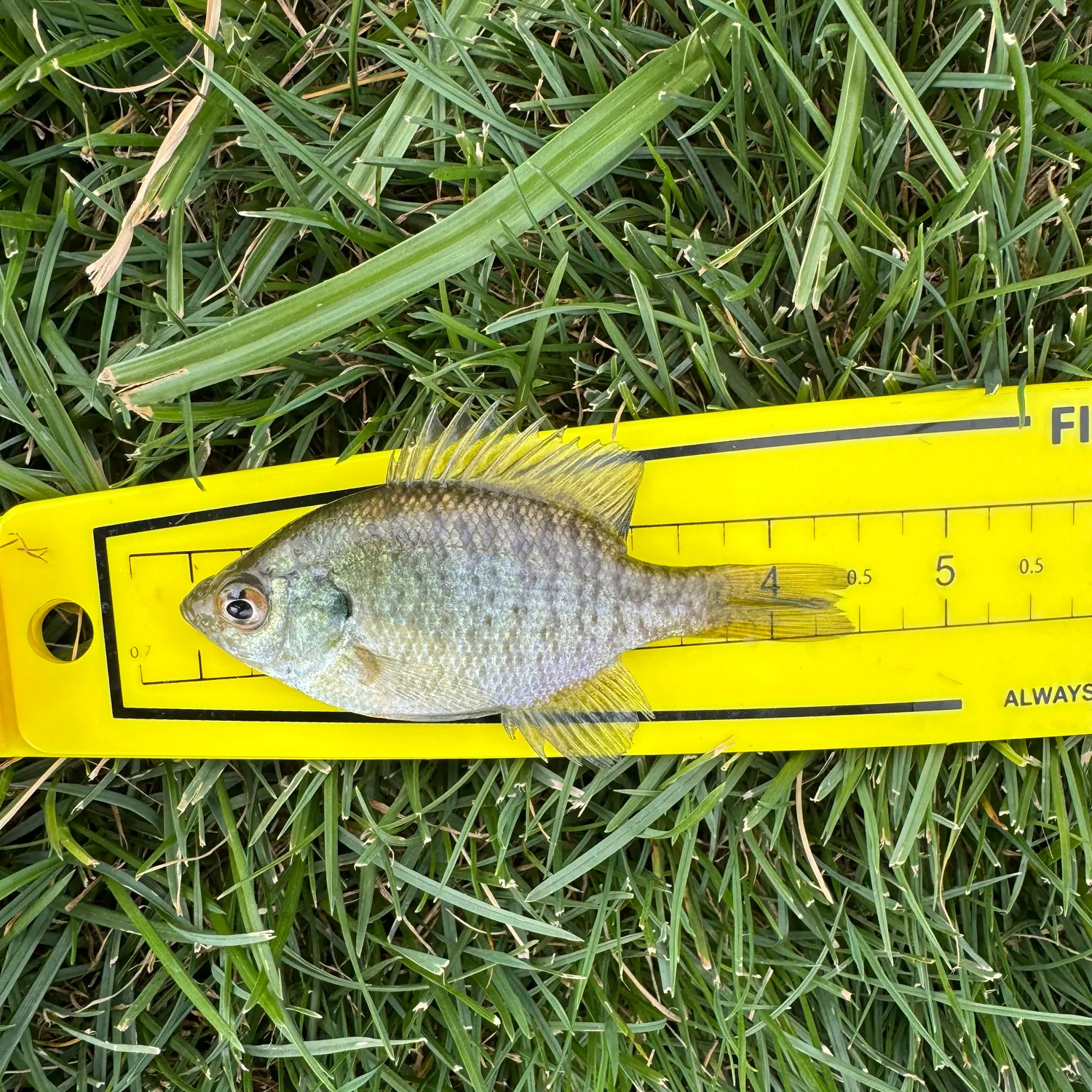 Bluegill caught on Fishbrain