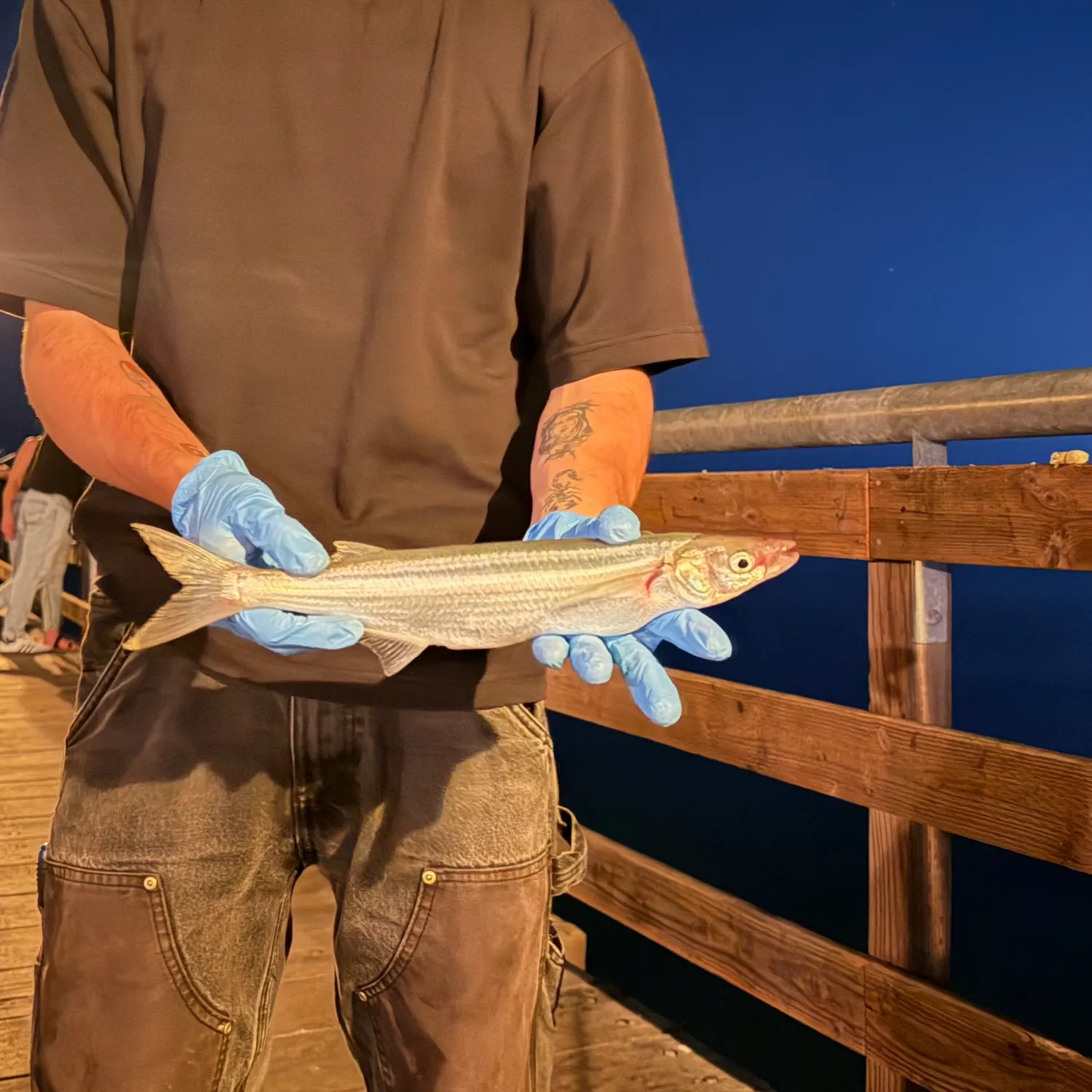 Jack silverside caught on Fishbrain