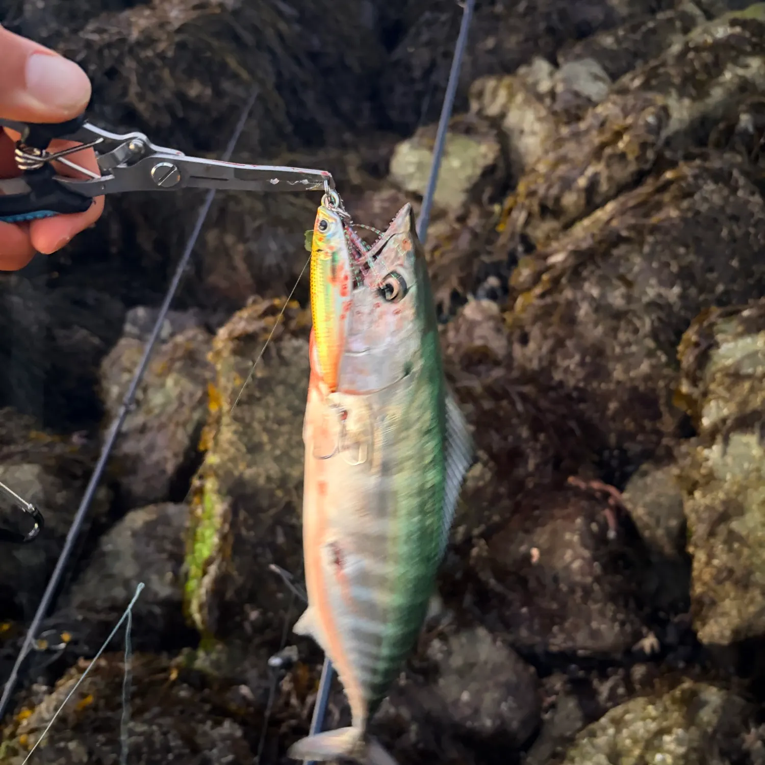 The most recent Atlantic bonito catches on Fishbrain