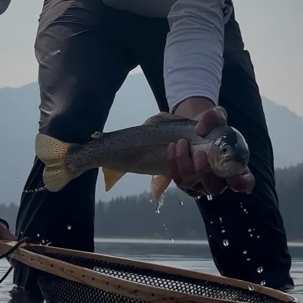 Yellowstone cutthroat trout caught on Fishbrain
