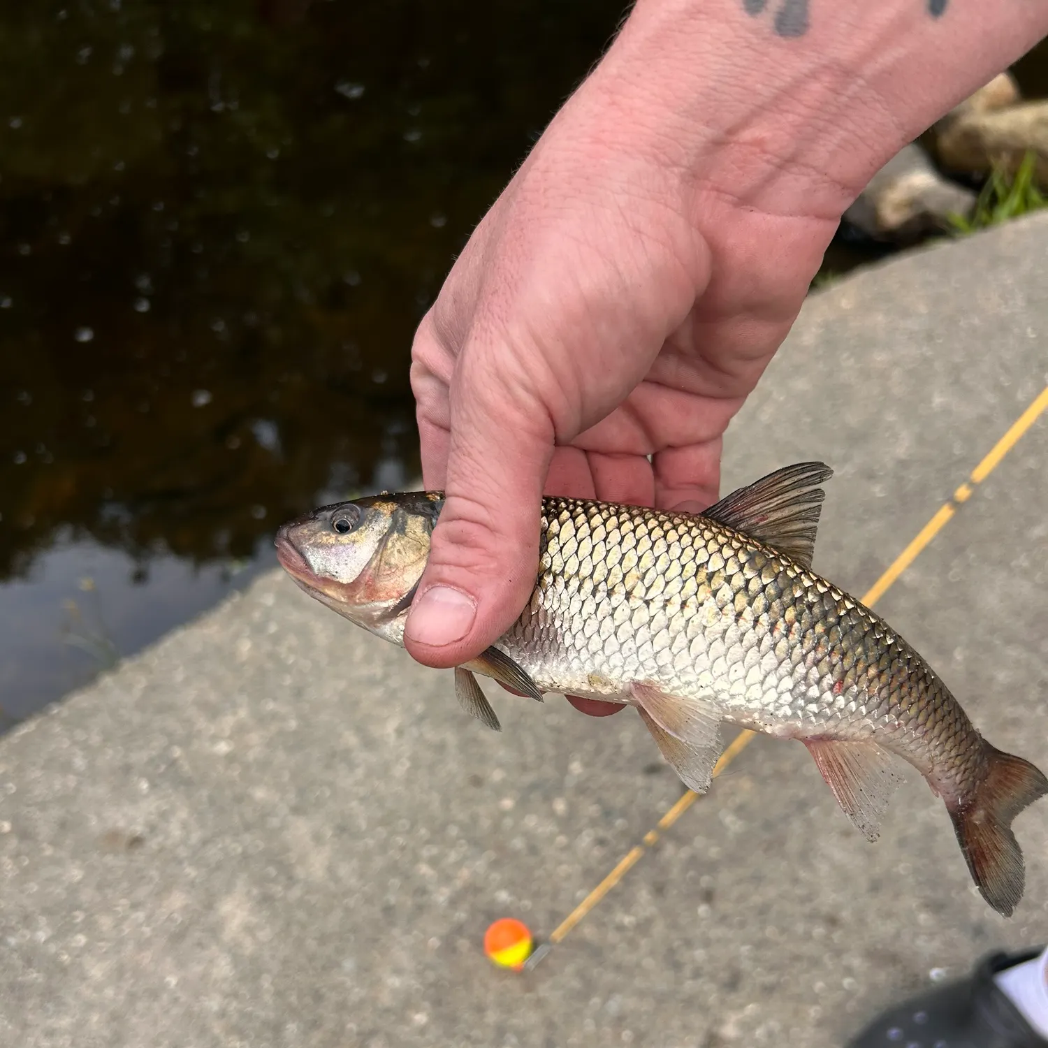 Fallfish caught on Fishbrain