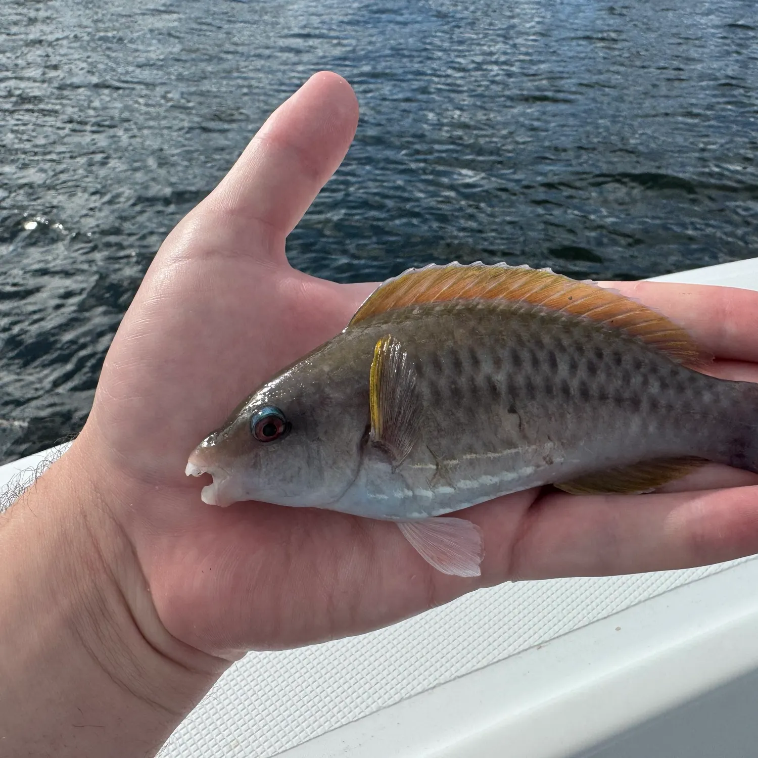 The most recent Princess parrotfish catches on Fishbrain