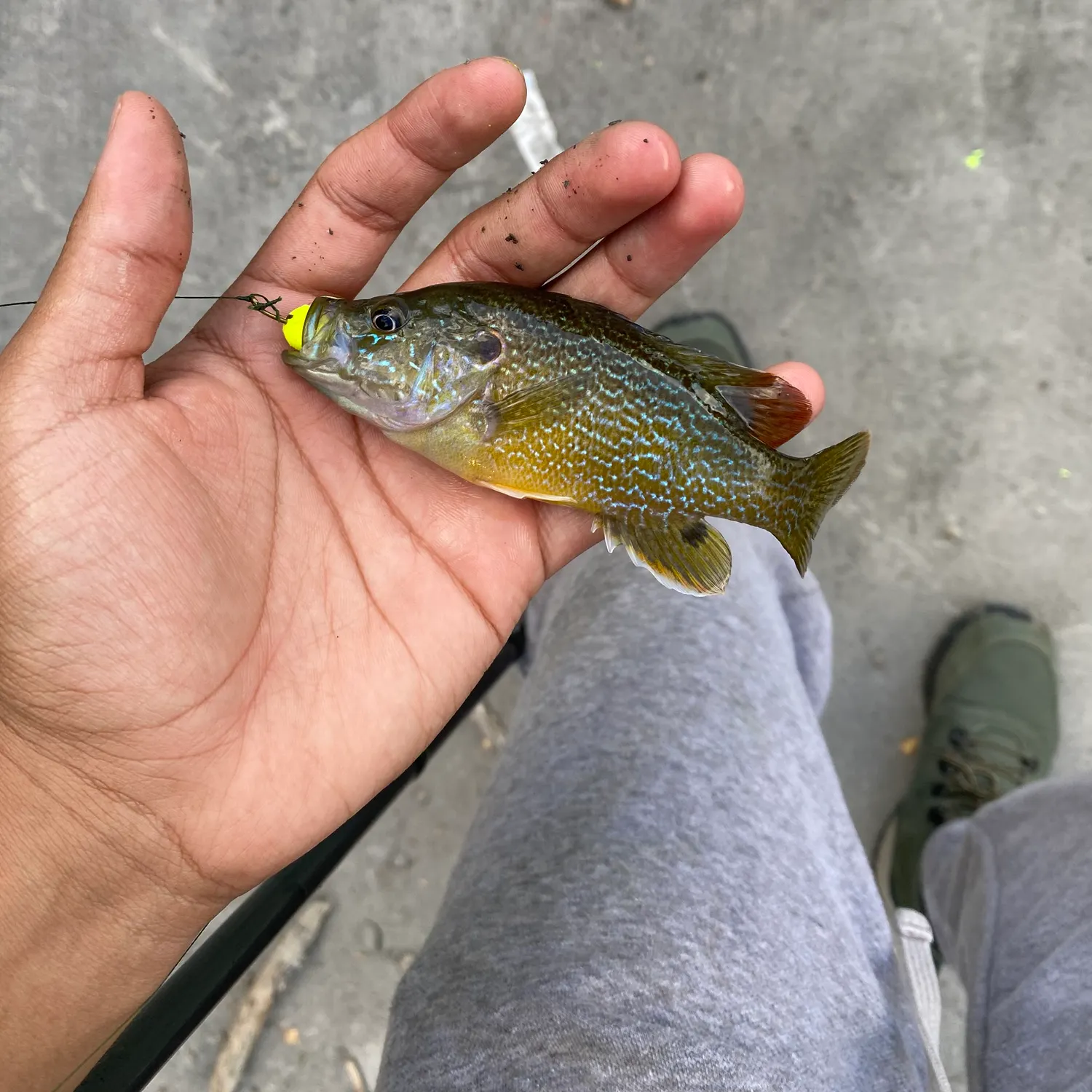 Greengill hybrid caught on Fishbrain