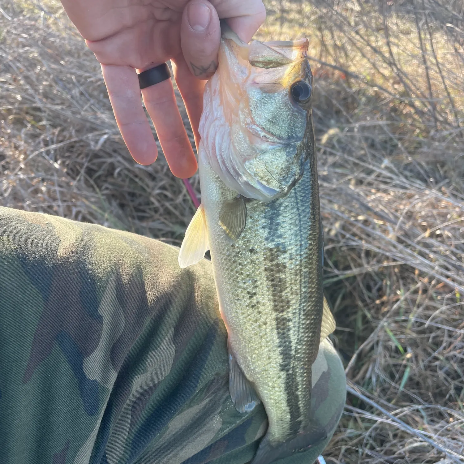 The most recent Spotted bass catches on Fishbrain