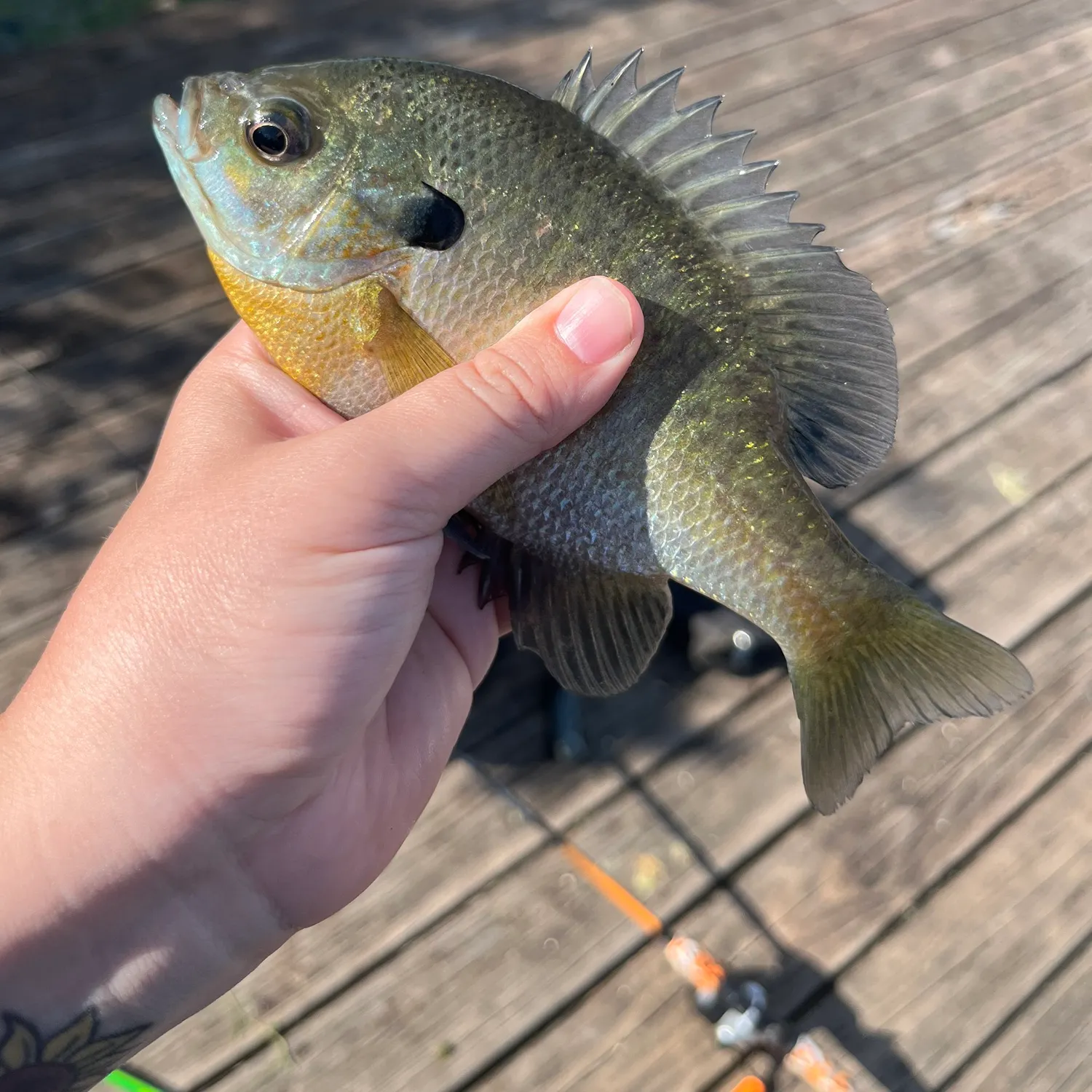 recently logged catches