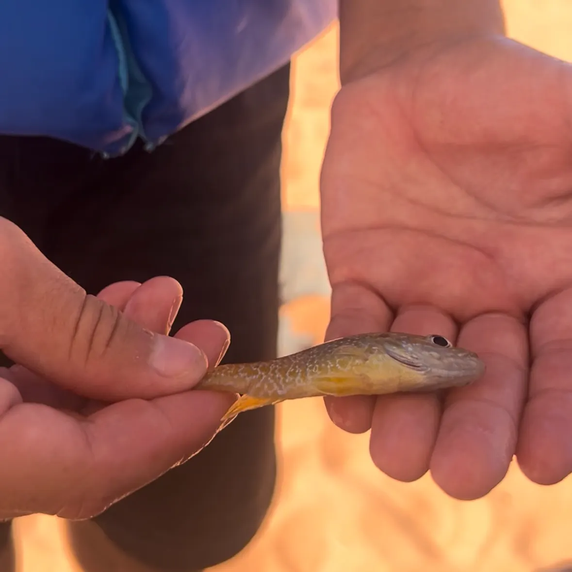 The most recent Grass pickerel catches on Fishbrain