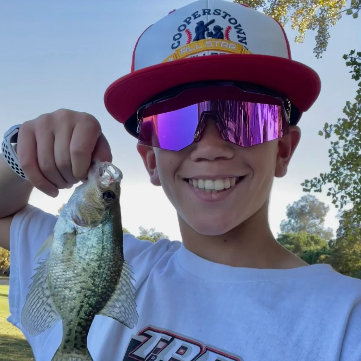 Black crappie caught on Fishbrain