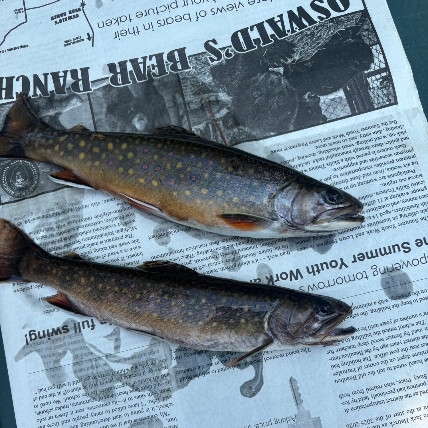 recently logged catches