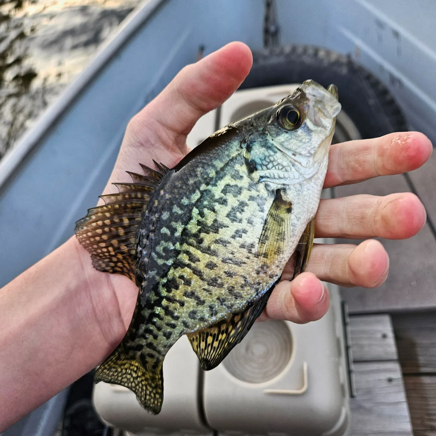 Black crappie caught on Fishbrain