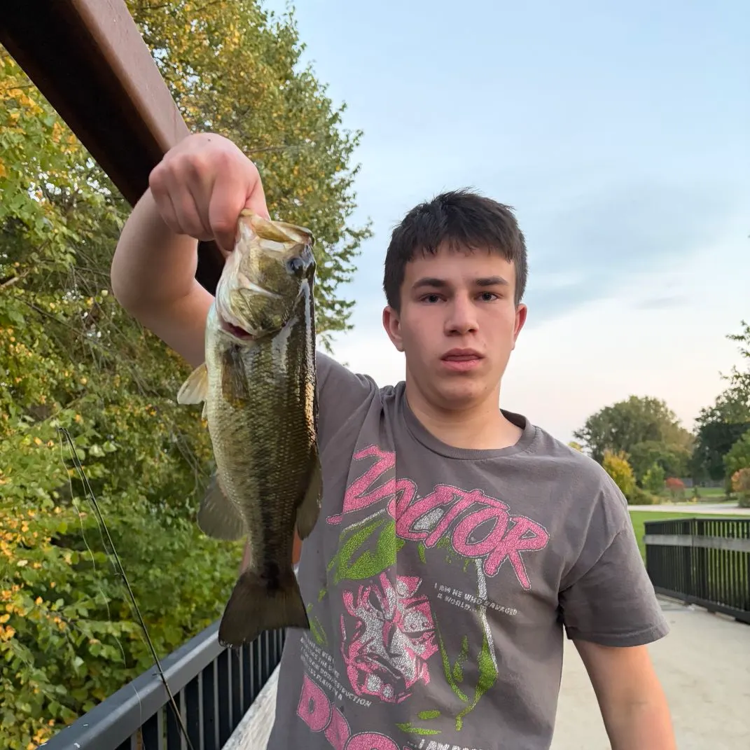 Largemouth bass caught on Fishbrain