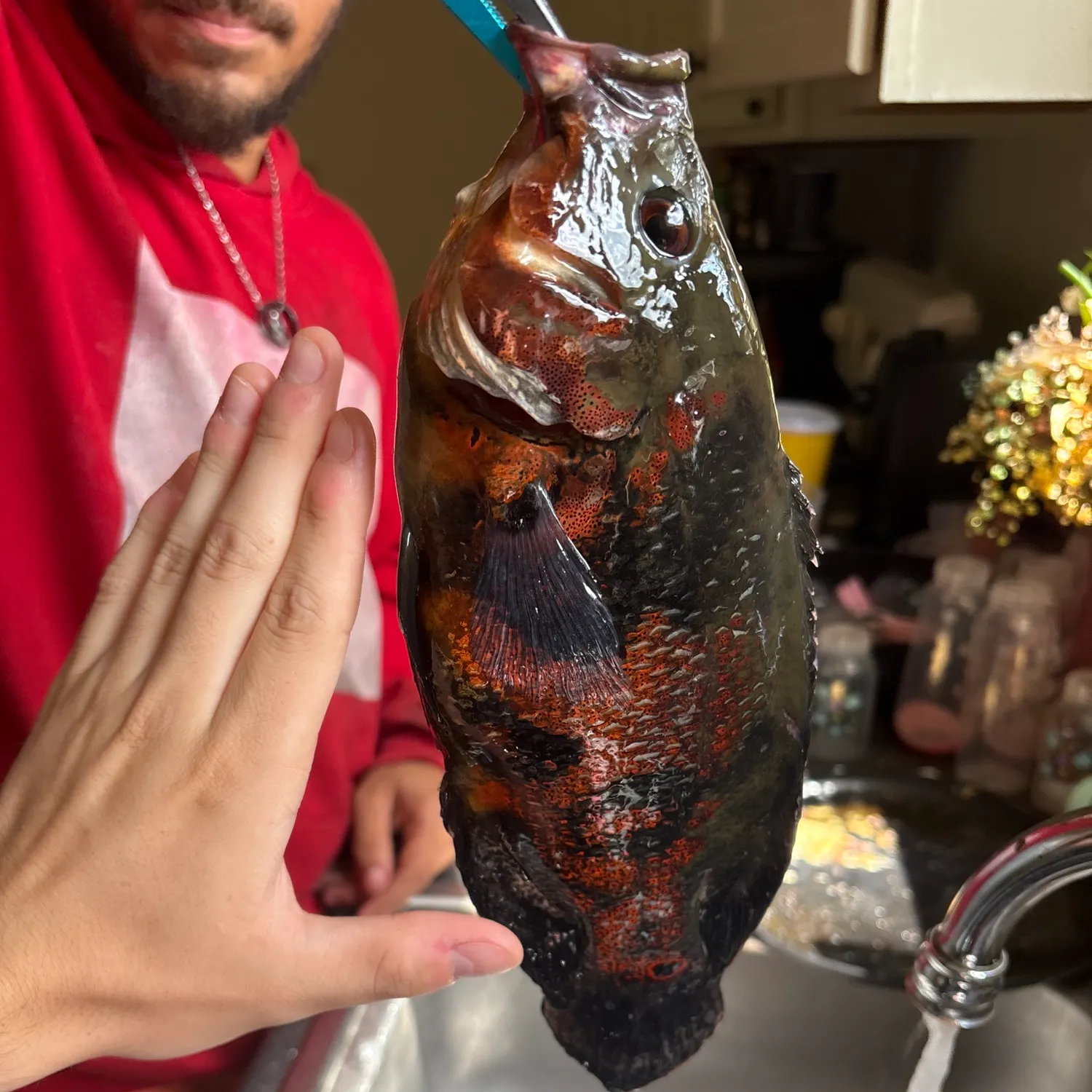 Oscar caught on Fishbrain