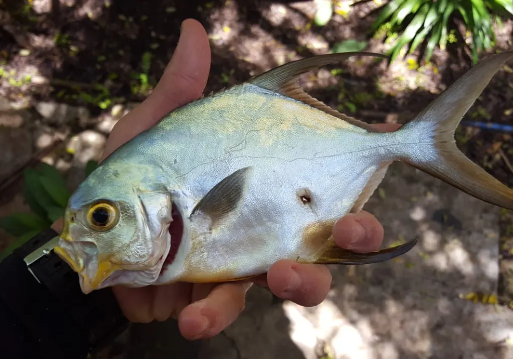 Snubnose pompano