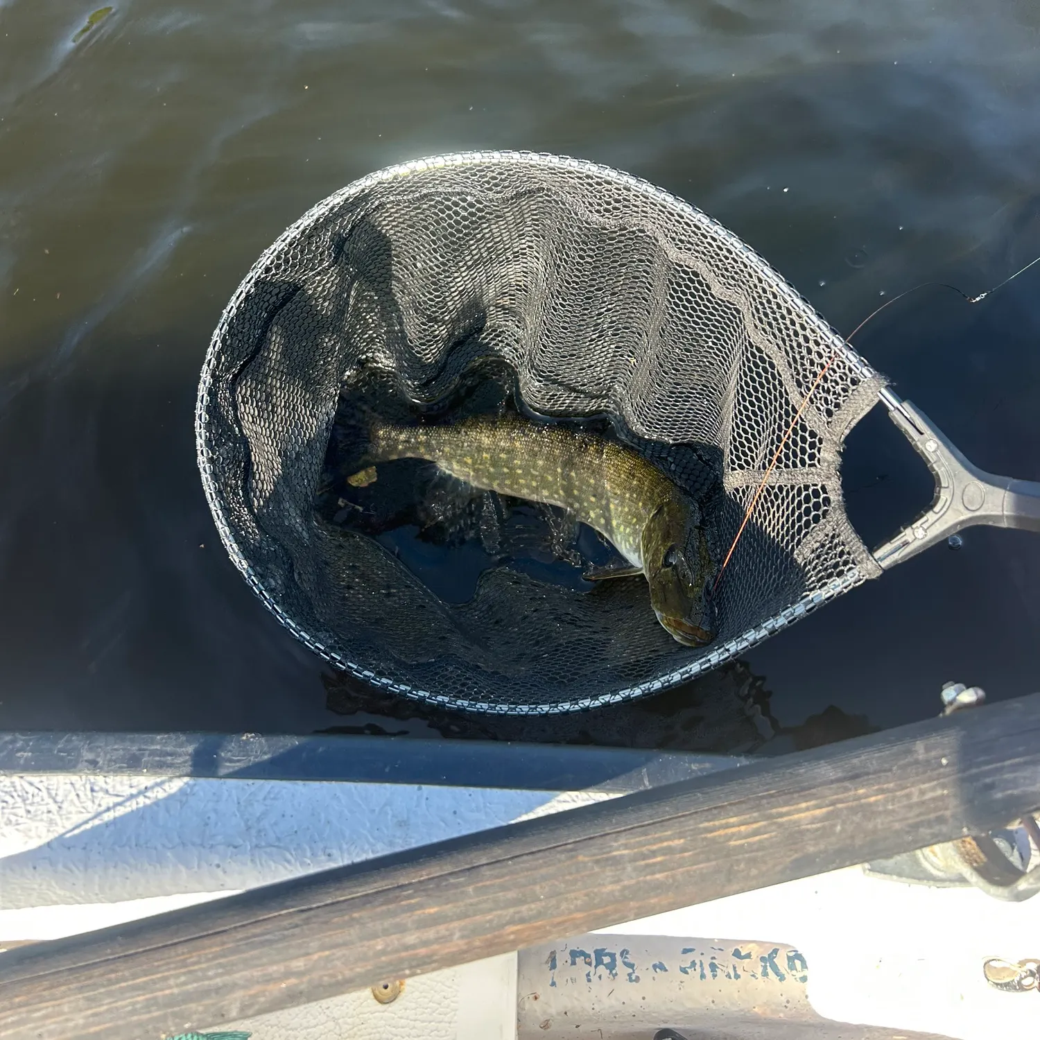 Northern pike caught on Fishbrain