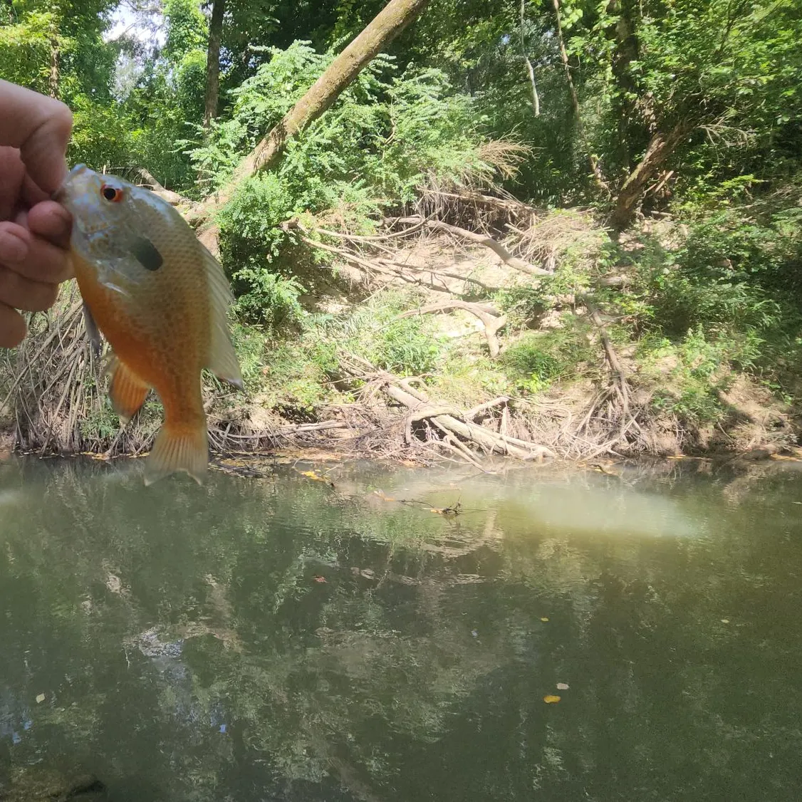 Redbreast sunfish caught on Fishbrain