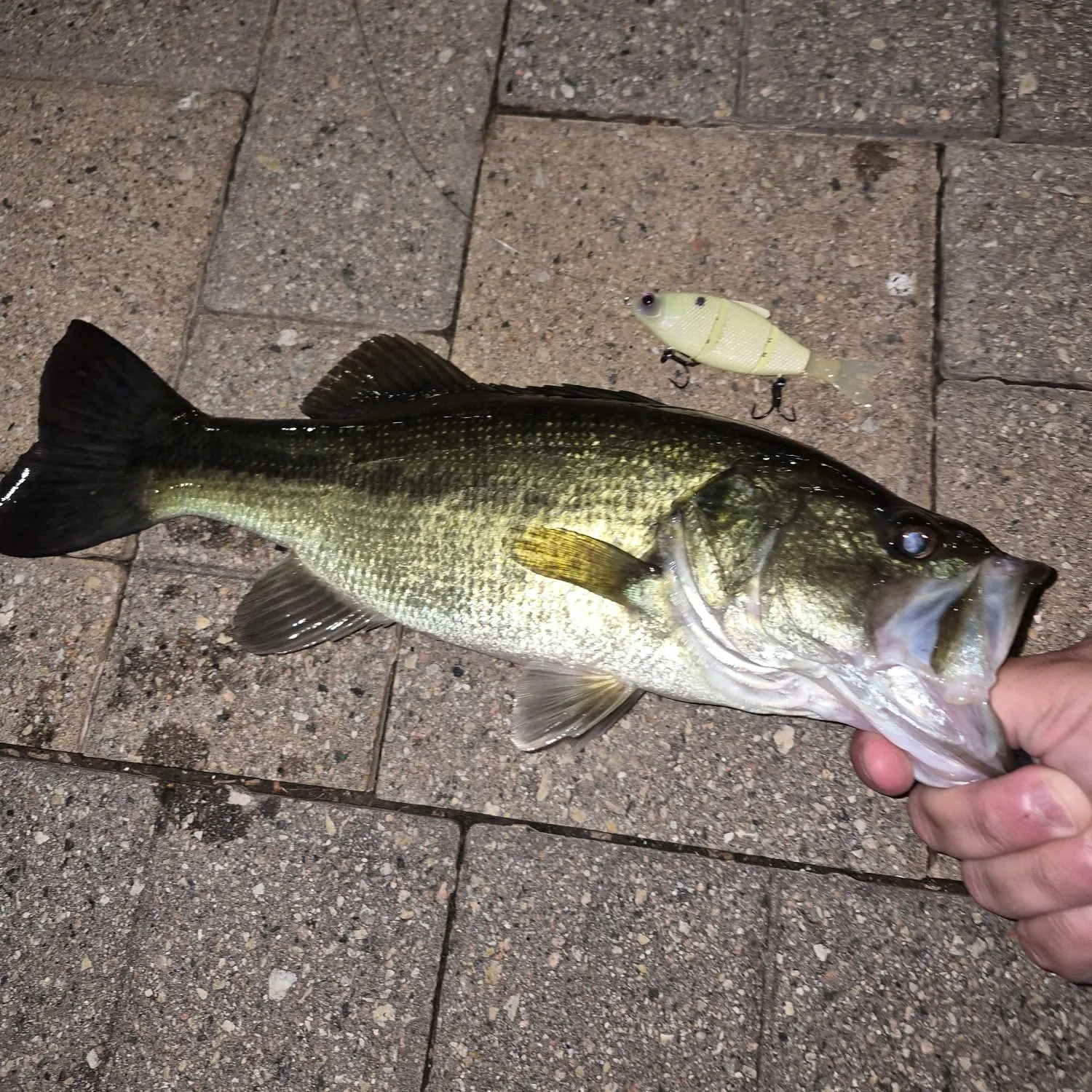 Largemouth bass caught on Fishbrain
