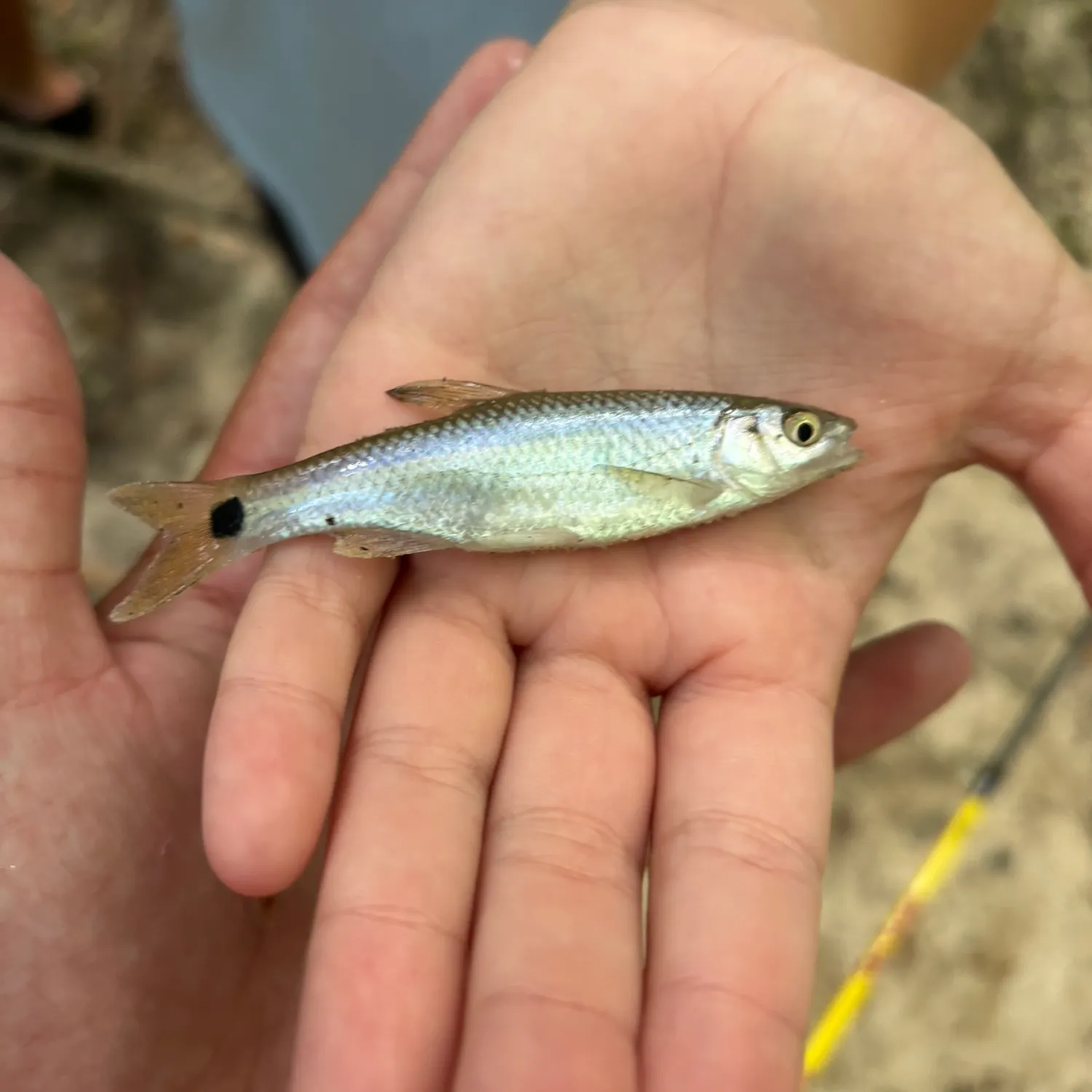 The most recent Western blacktail shiner catches on Fishbrain