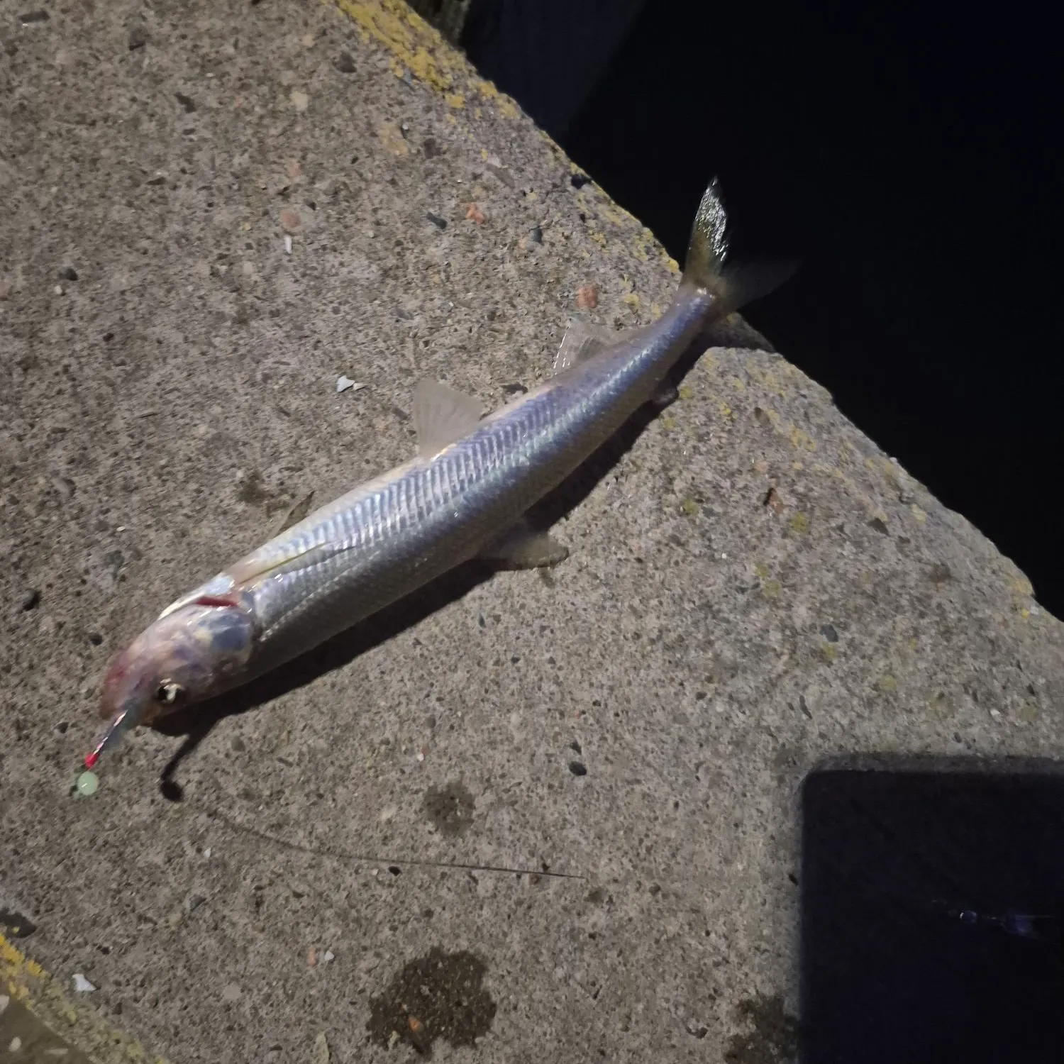 The most recent Arctic rainbow smelt catches on Fishbrain