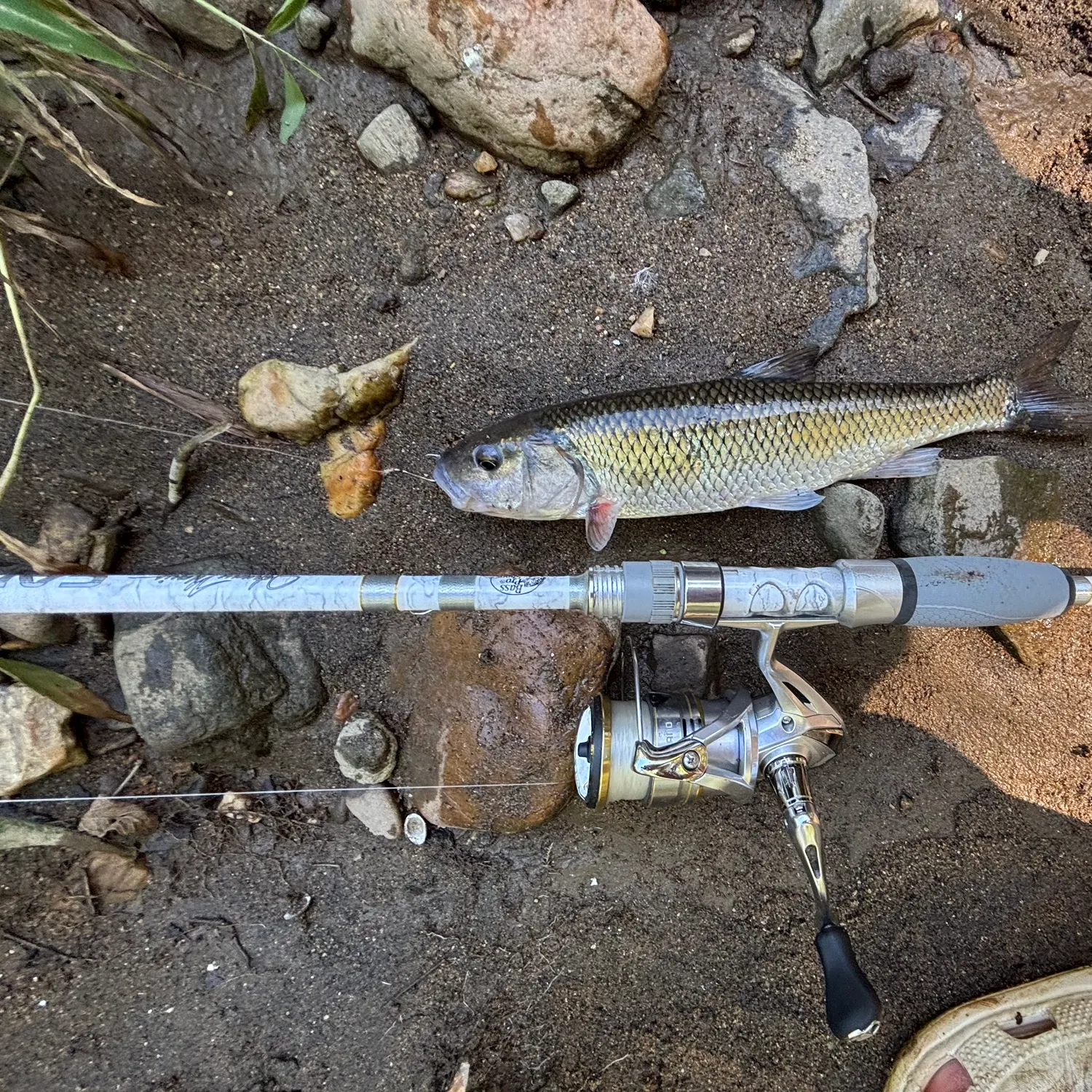Fallfish caught on Fishbrain