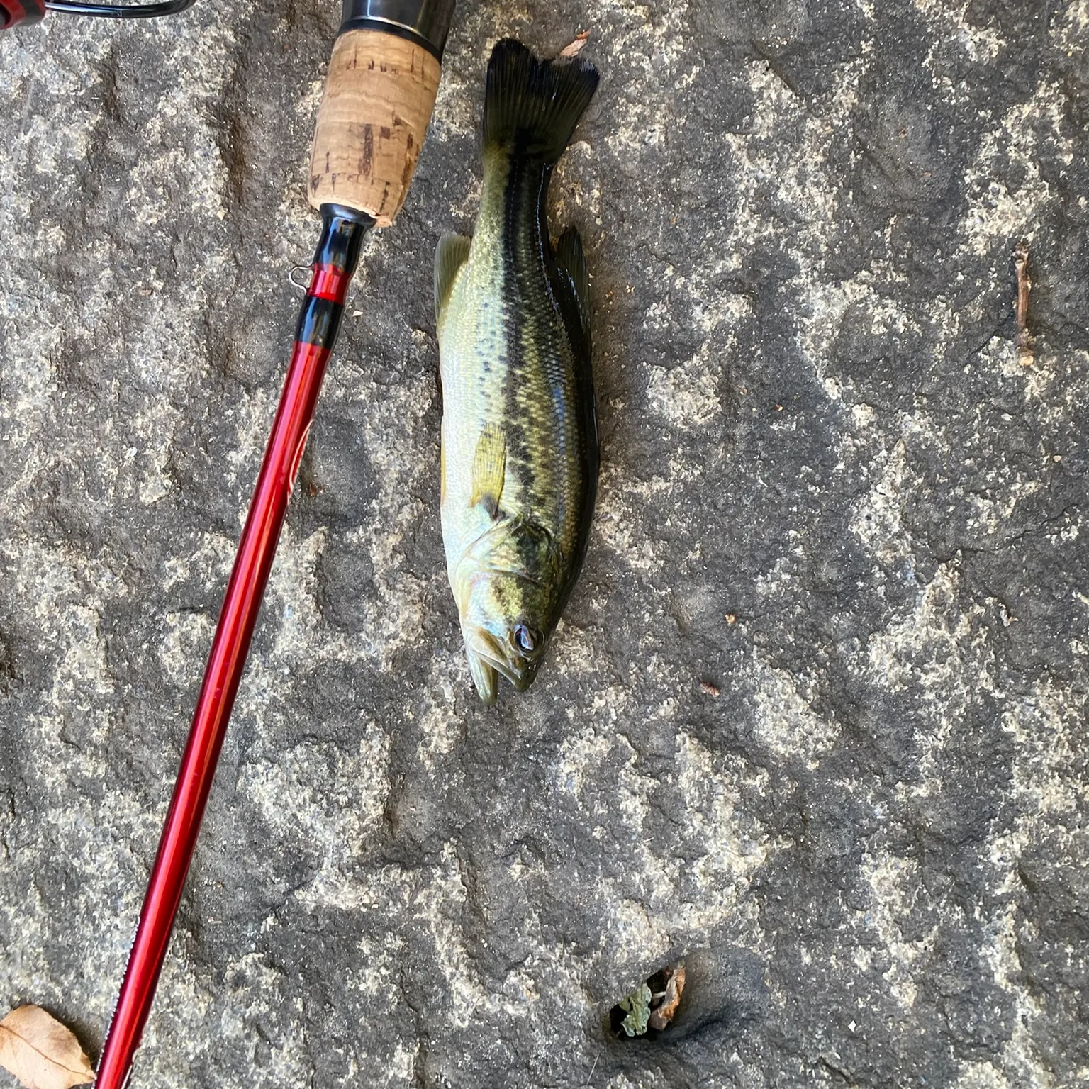 Largemouth bass caught on Fishbrain