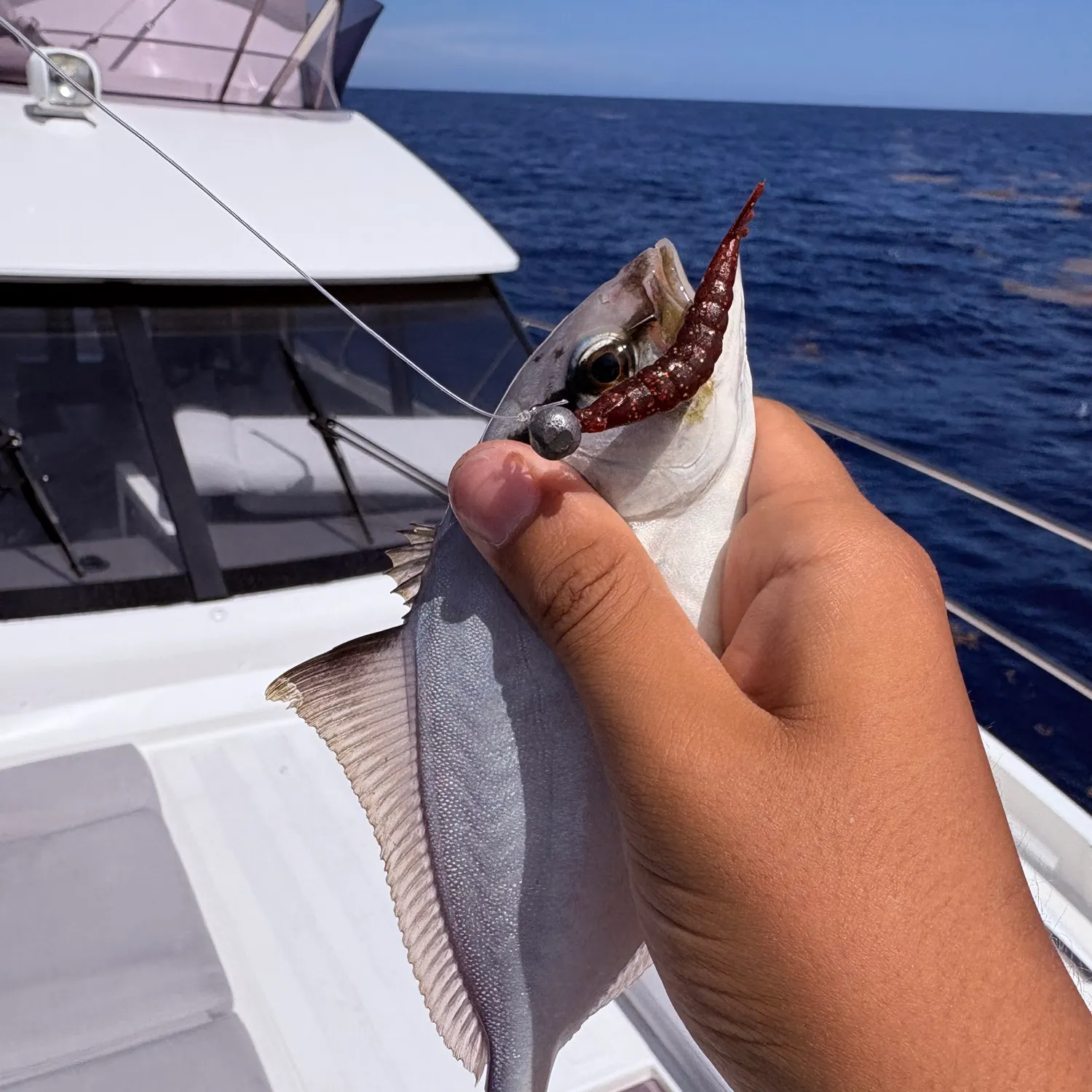 The most recent Almaco jack catches on Fishbrain