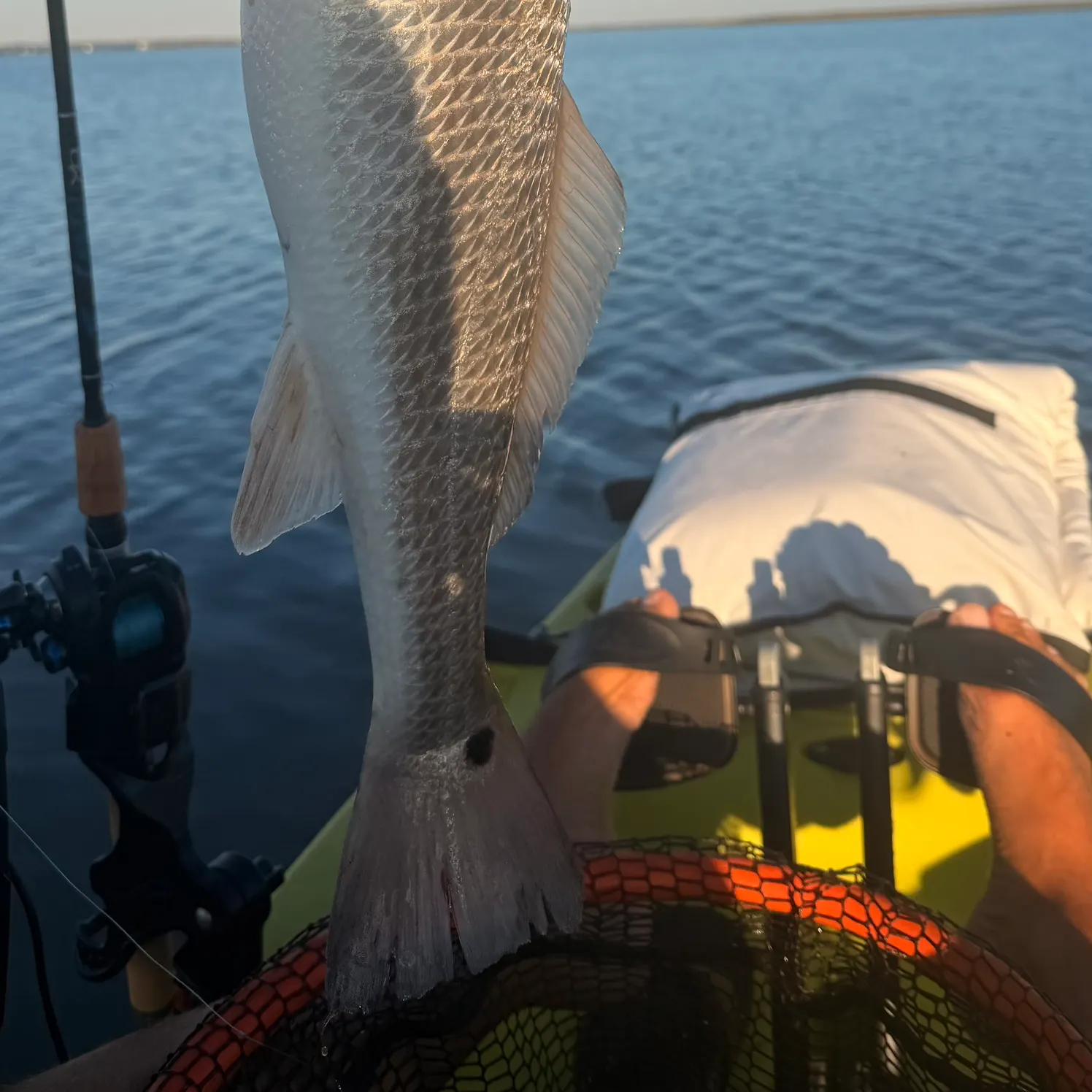 Red drum caught on Fishbrain