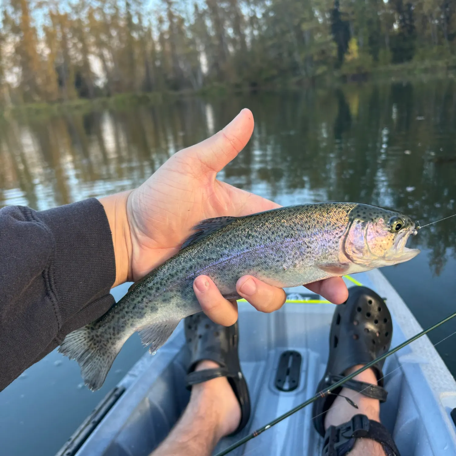 Rainbow trout caught on Fishbrain