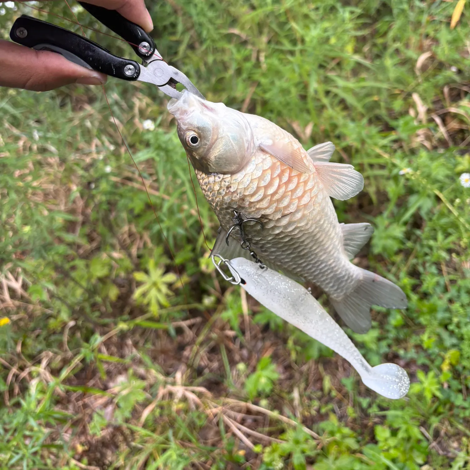 Common carp caught on Fishbrain