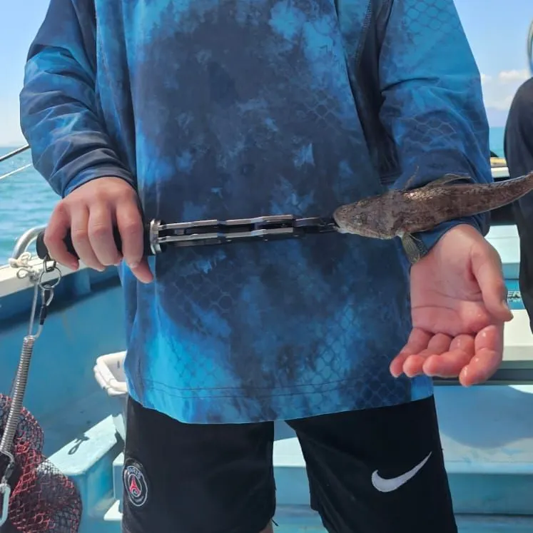 Bartail flathead caught on Fishbrain