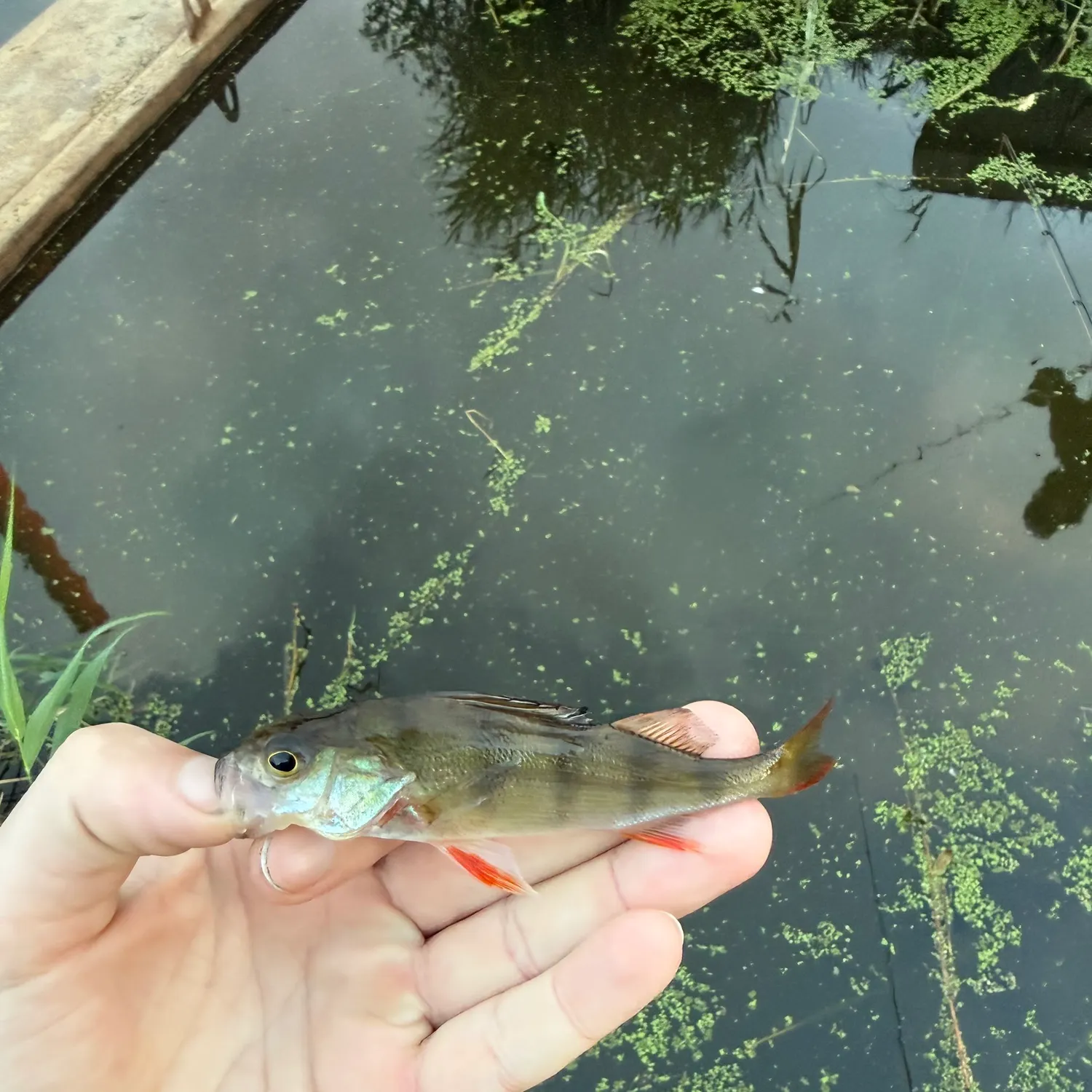 The most recent European perch catches on Fishbrain